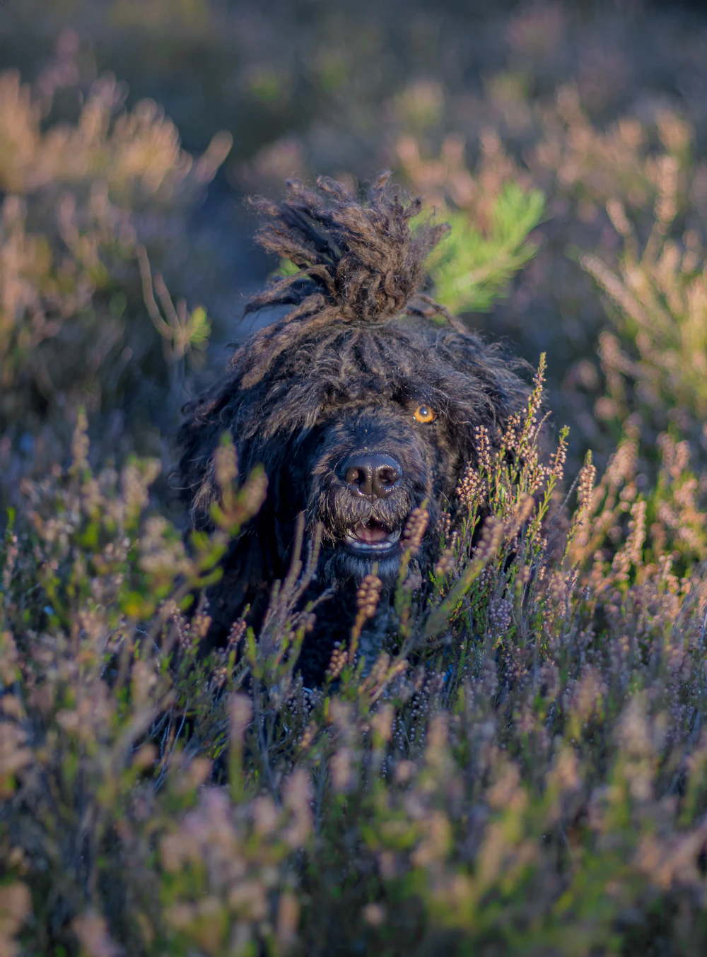 Spanish Water Dog, photo 5