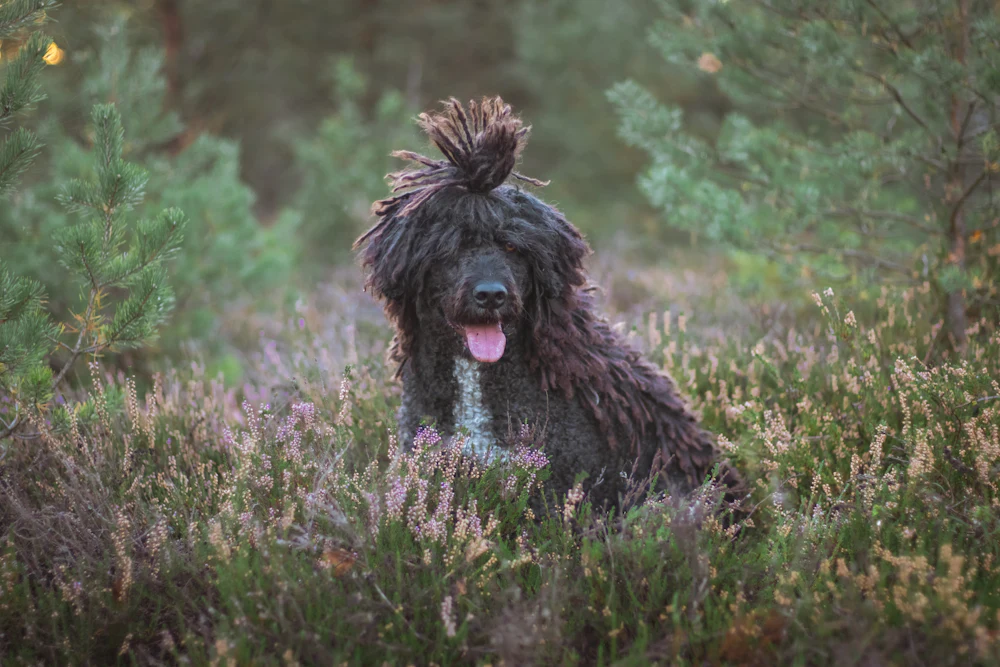 Spanish Water Dog, photo 1