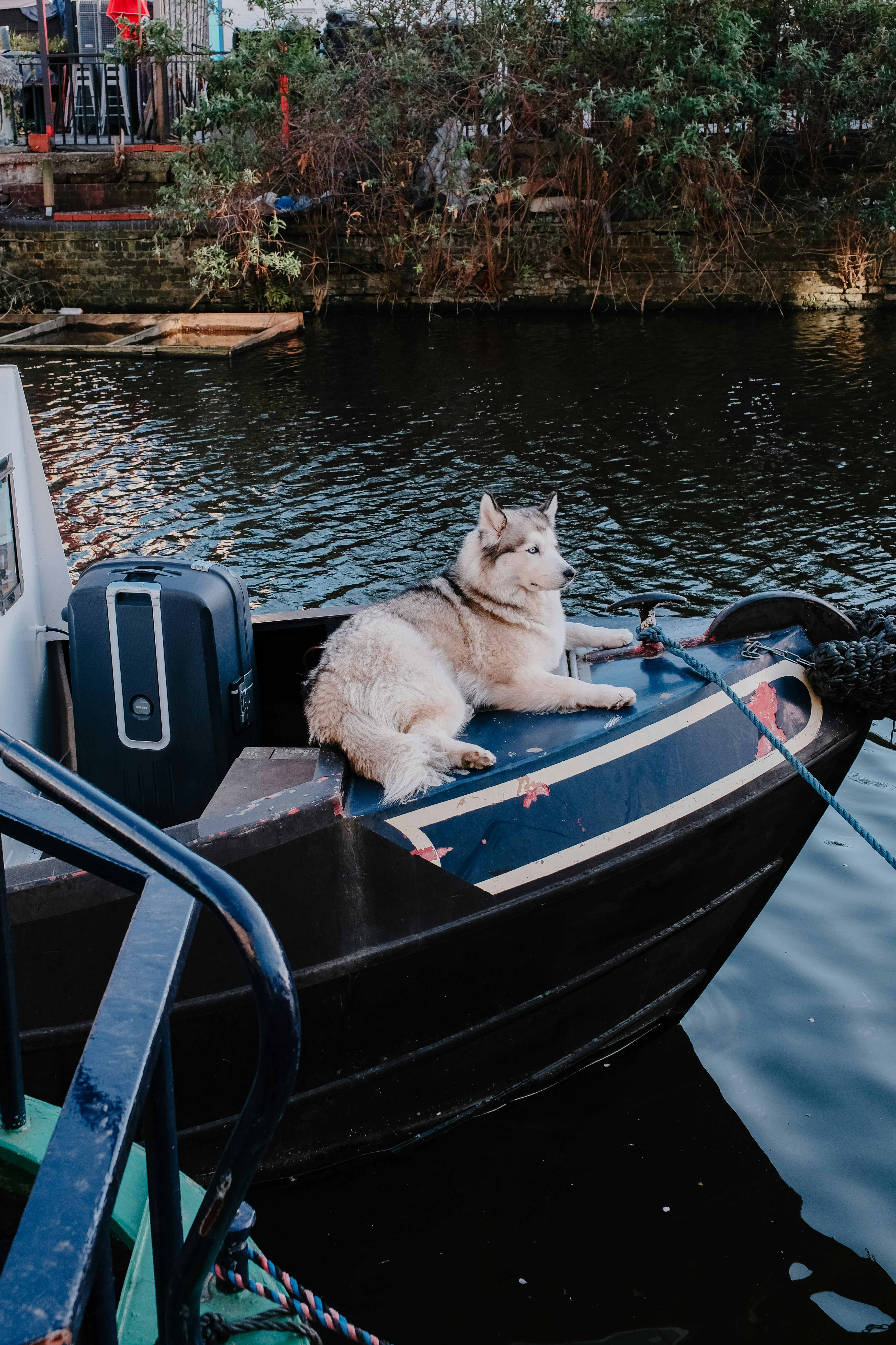 물가에 있는 배 위에서 쉬고 있는 허스키 강아지.