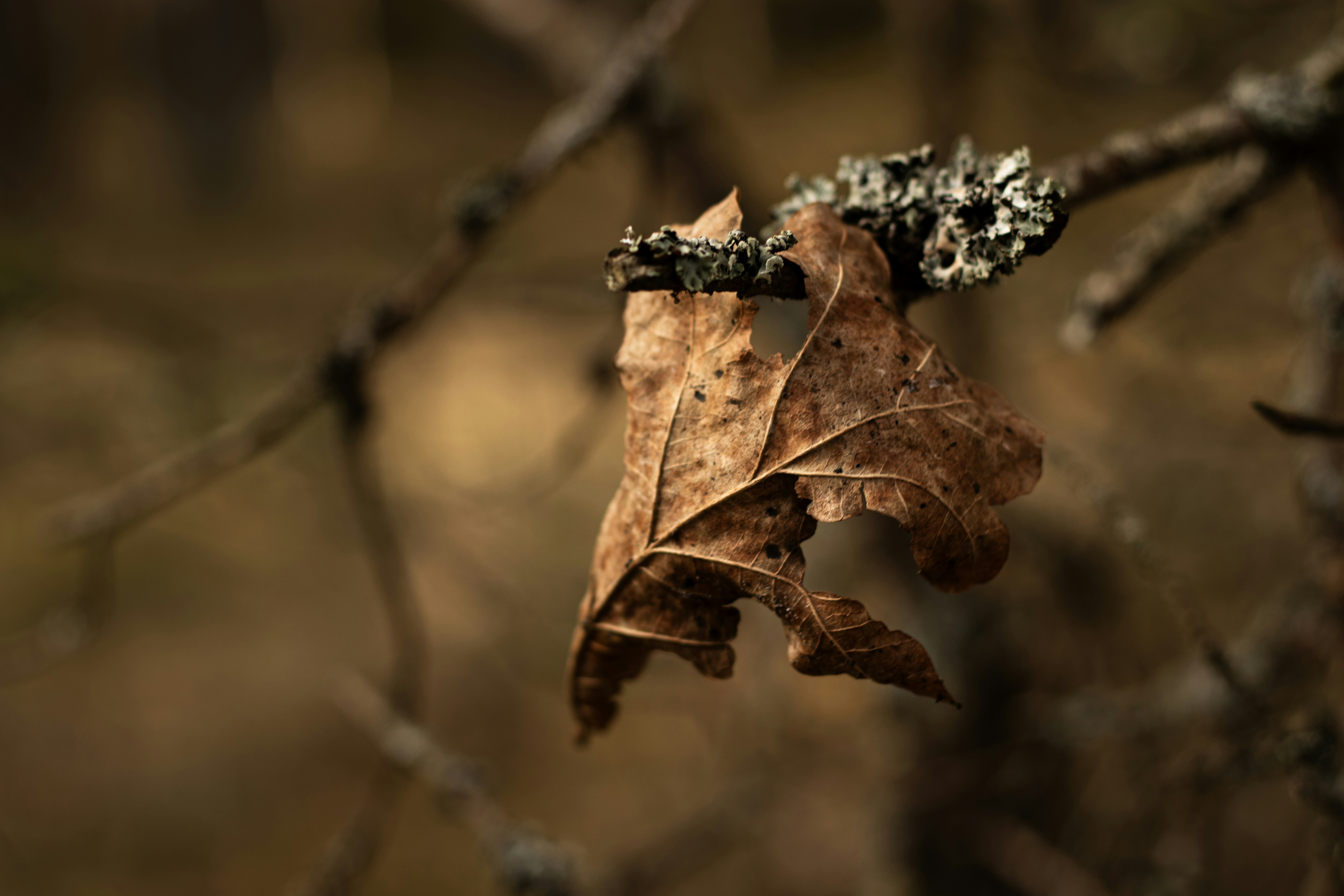 Photo by reinisbruzitis