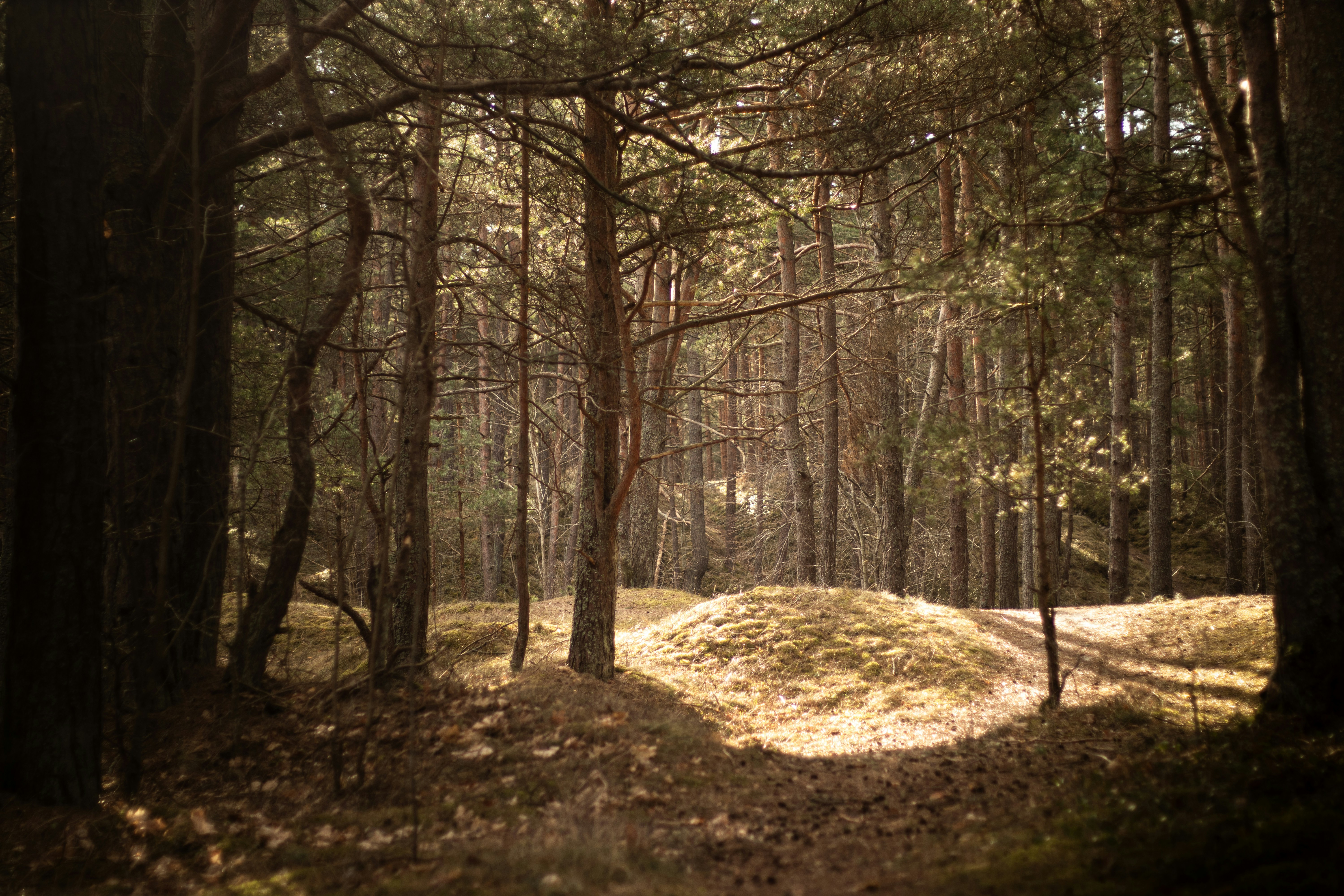 Photo by reinisbruzitis