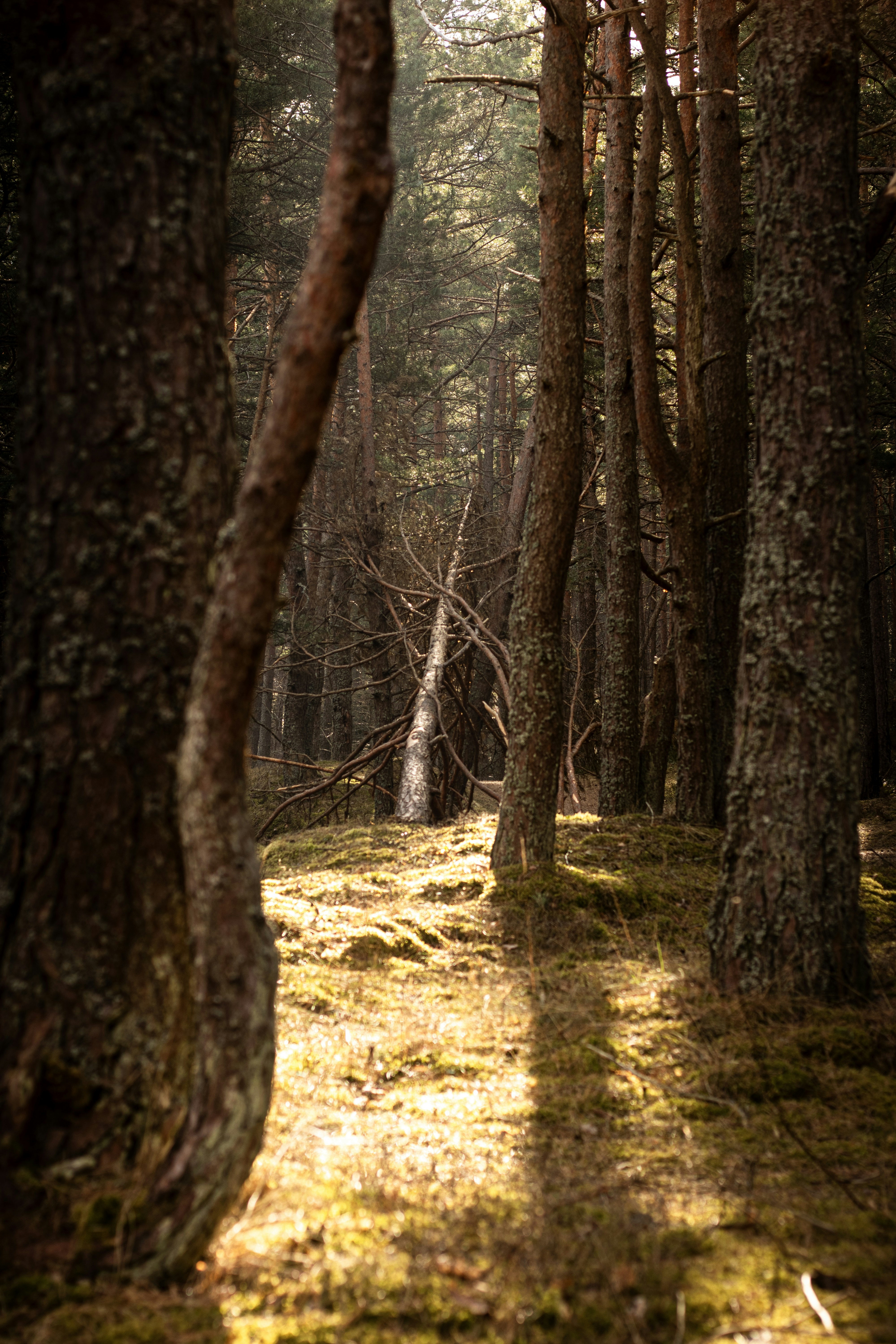 Photo by reinisbruzitis