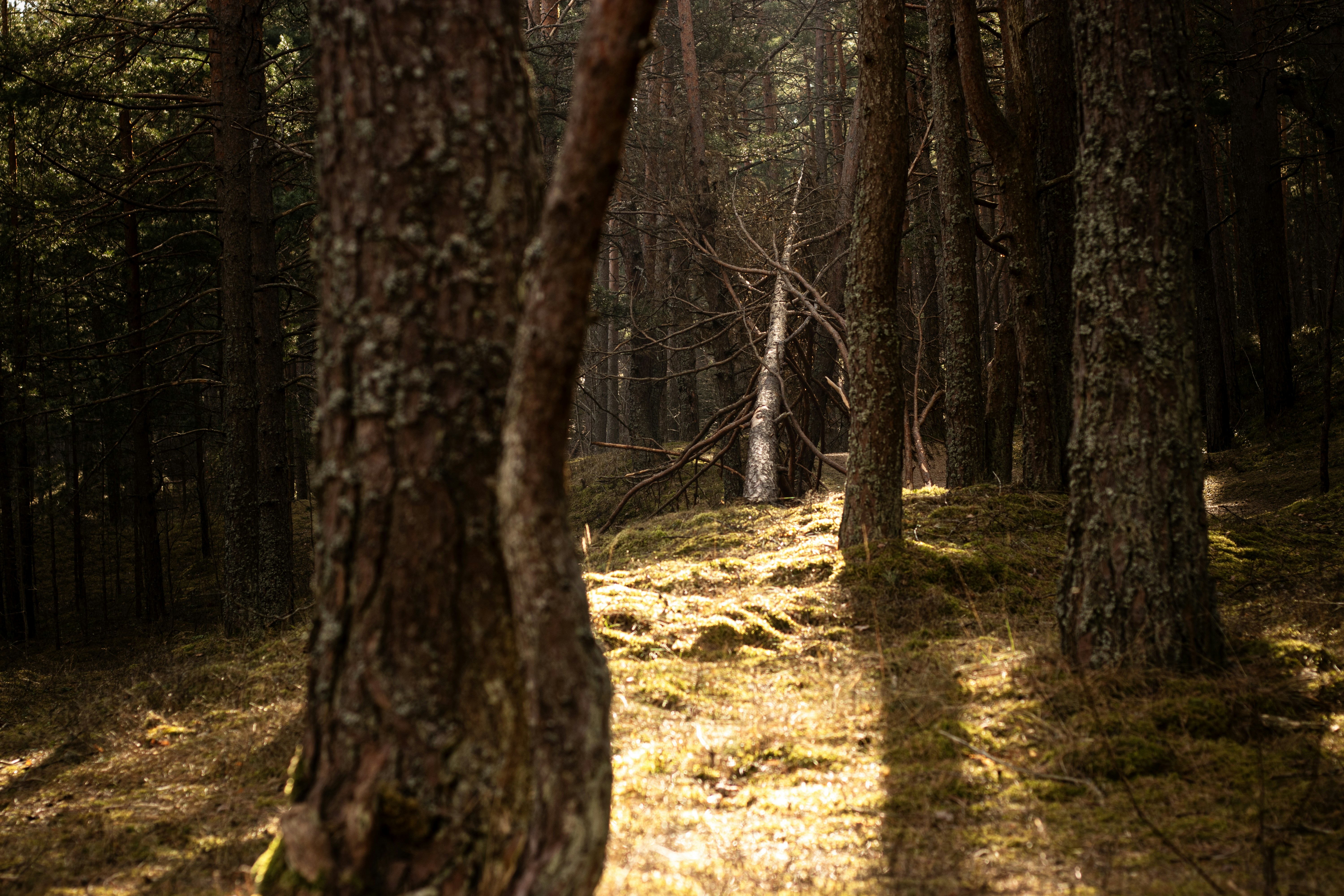 Photo by reinisbruzitis