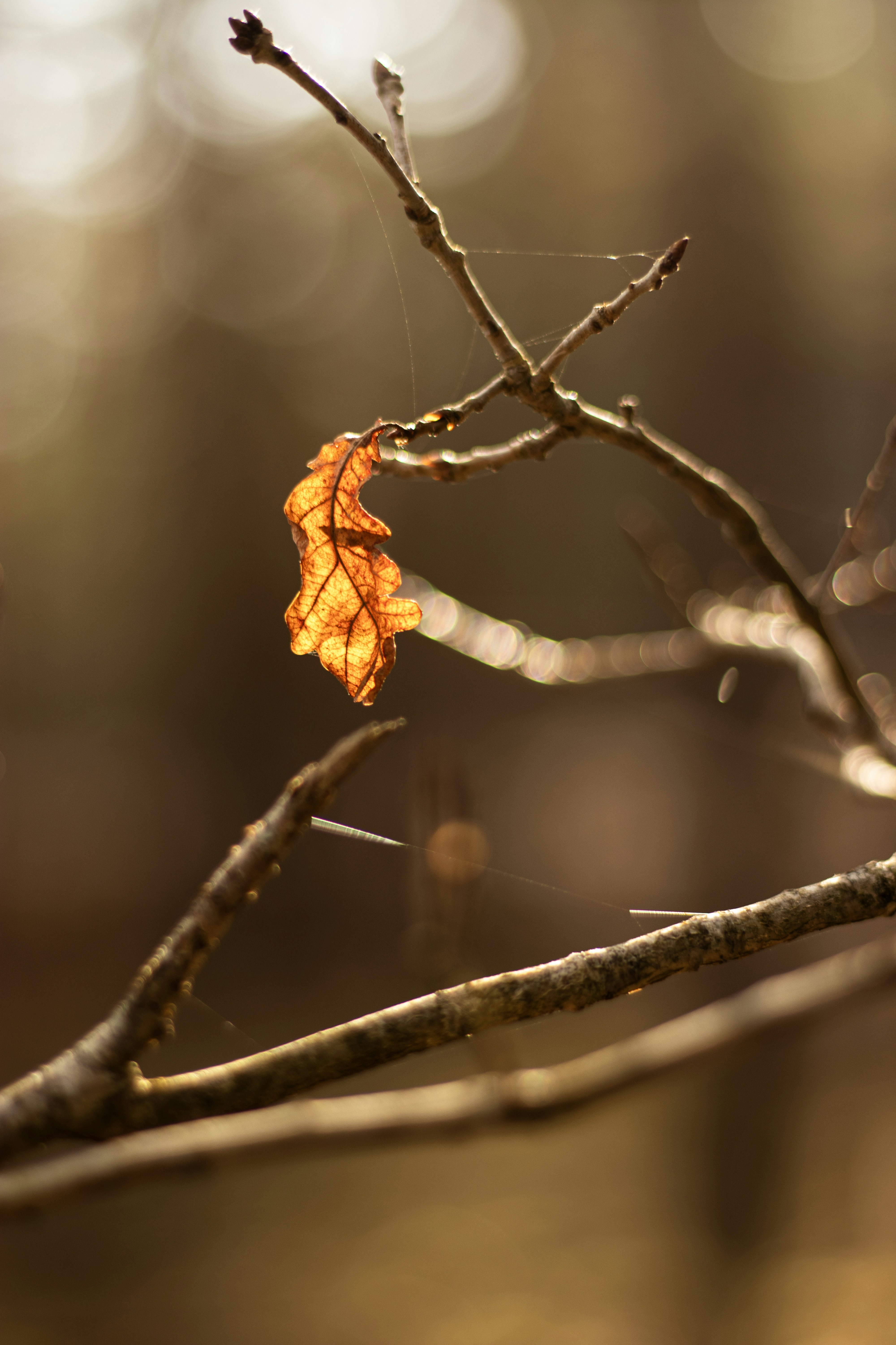 Photo by reinisbruzitis