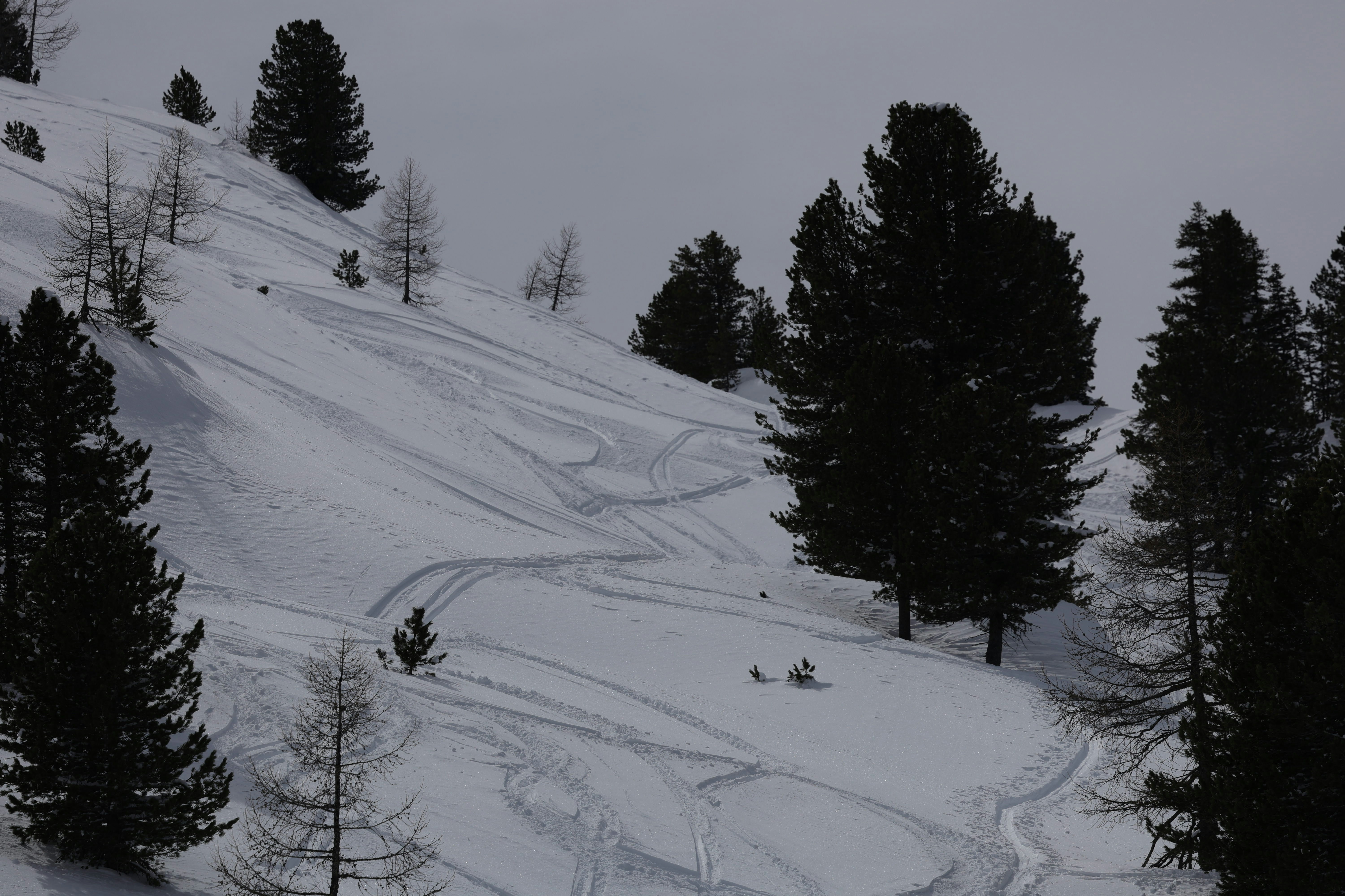 Snowy mountain slope with pine trees and ski tracks