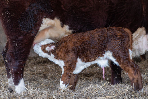 A newborn calf nurses from its mother on hay.