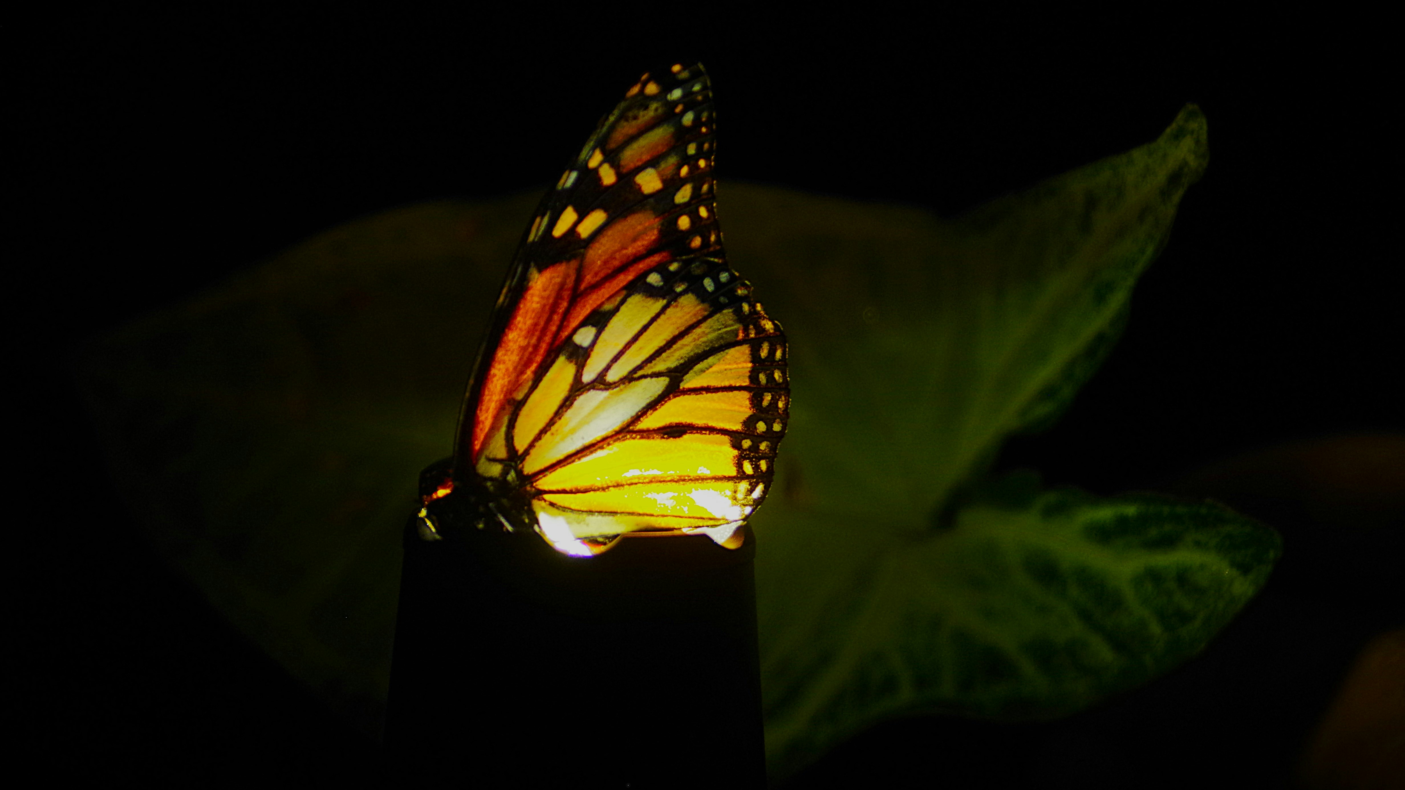 Le papillon monarque repose sur une feuille vert foncé