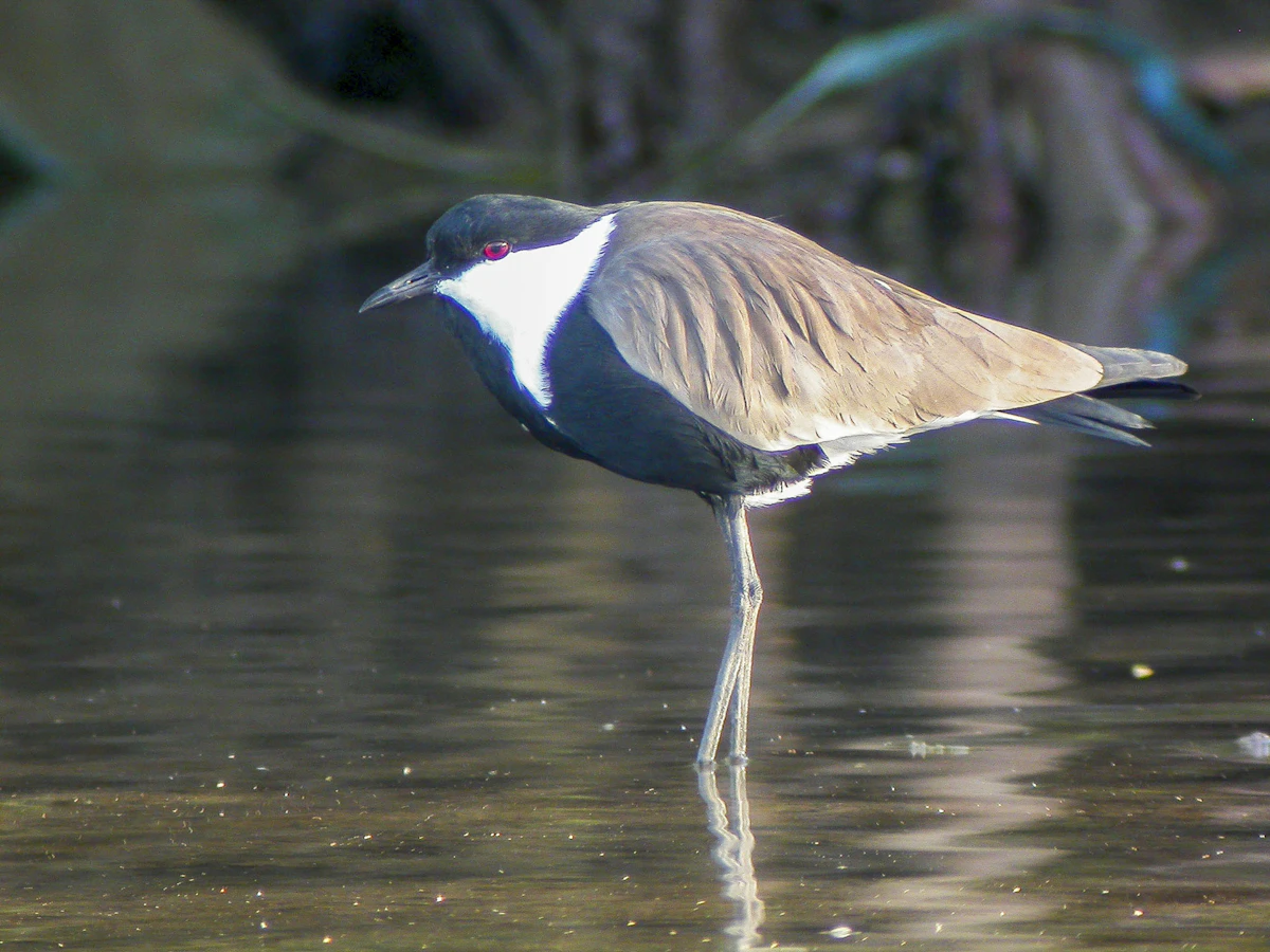 Fleuve Gambie