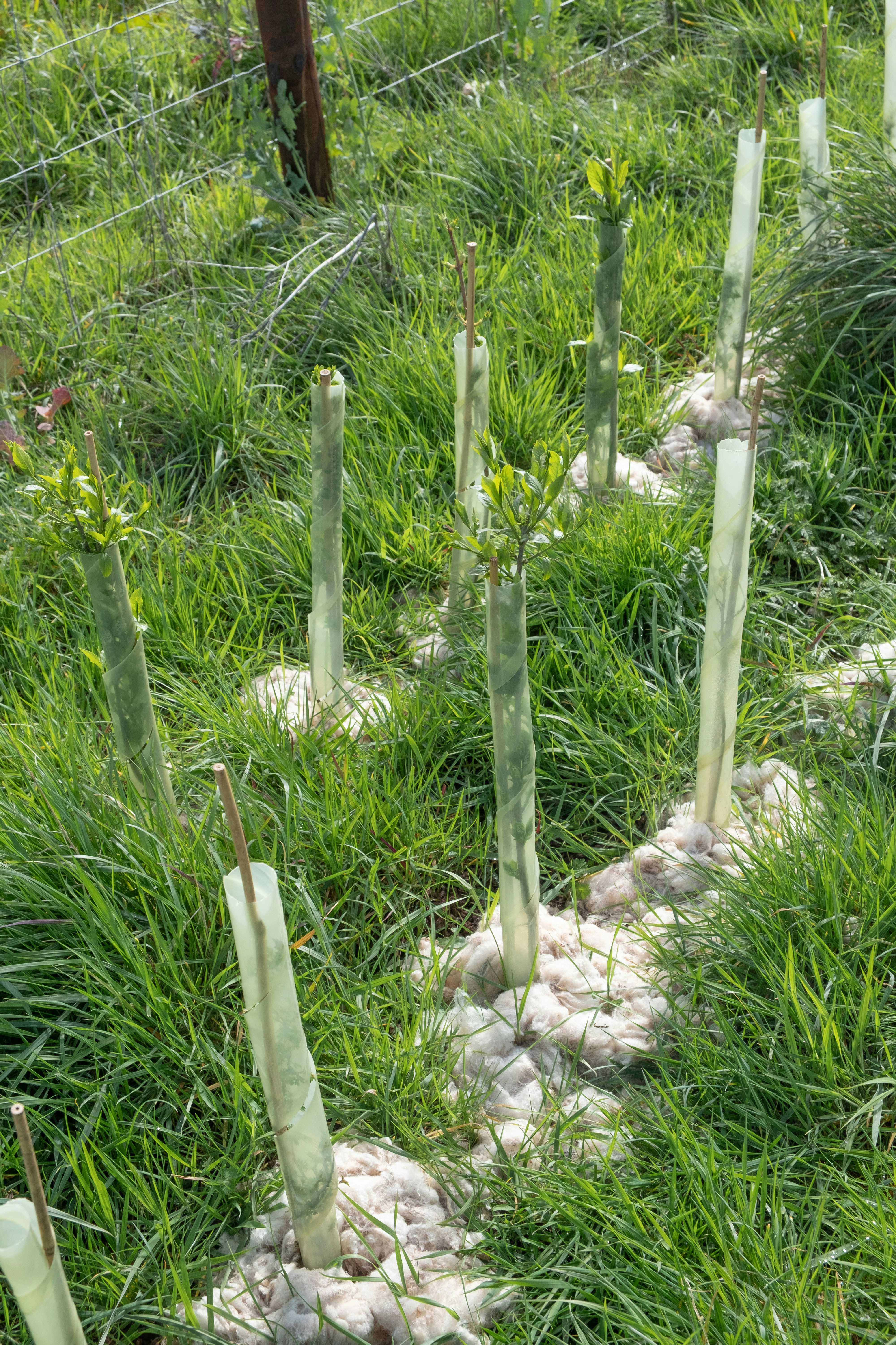 natural landscape restoration