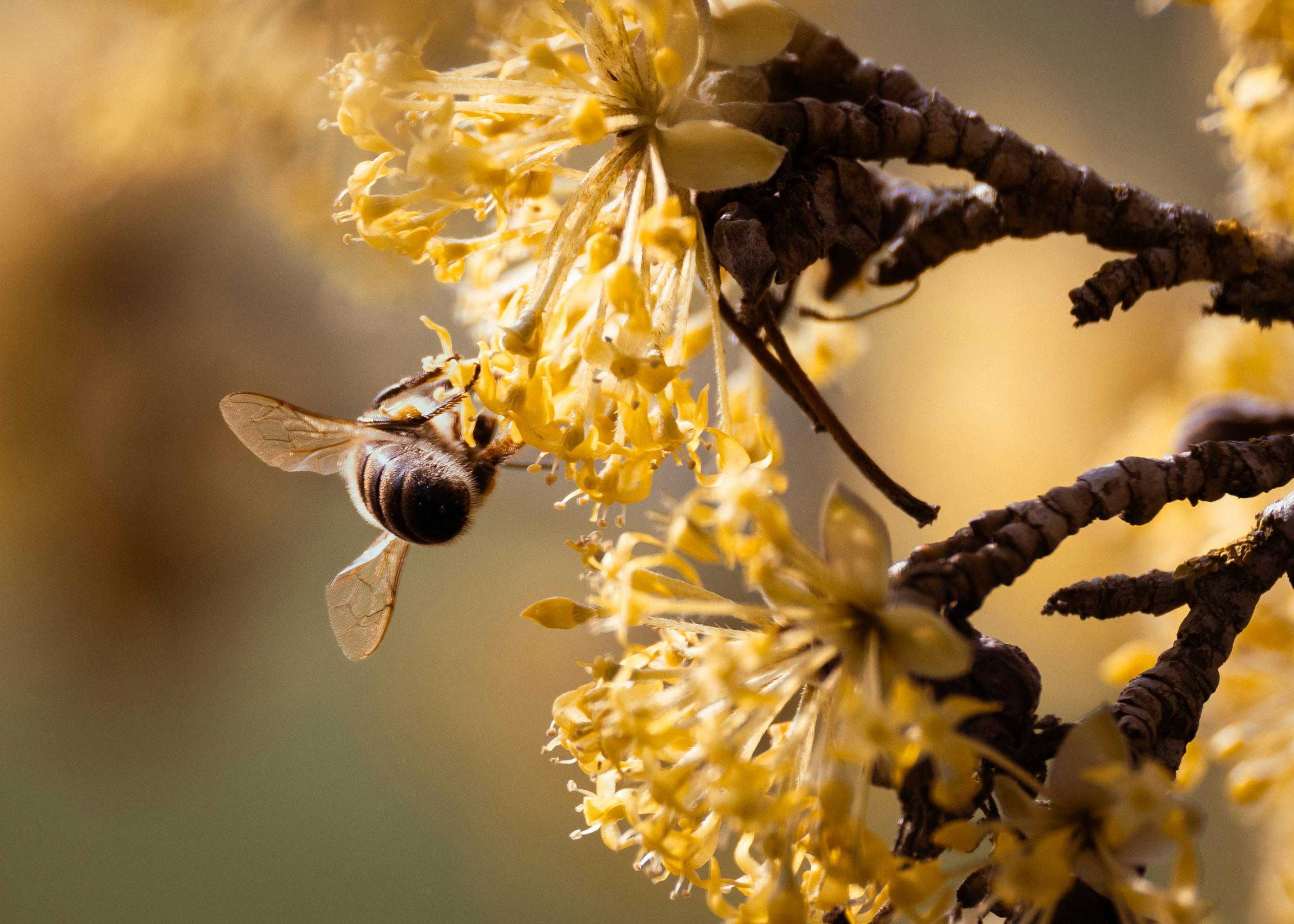Uma abelha coleta néctar de flores amarelas