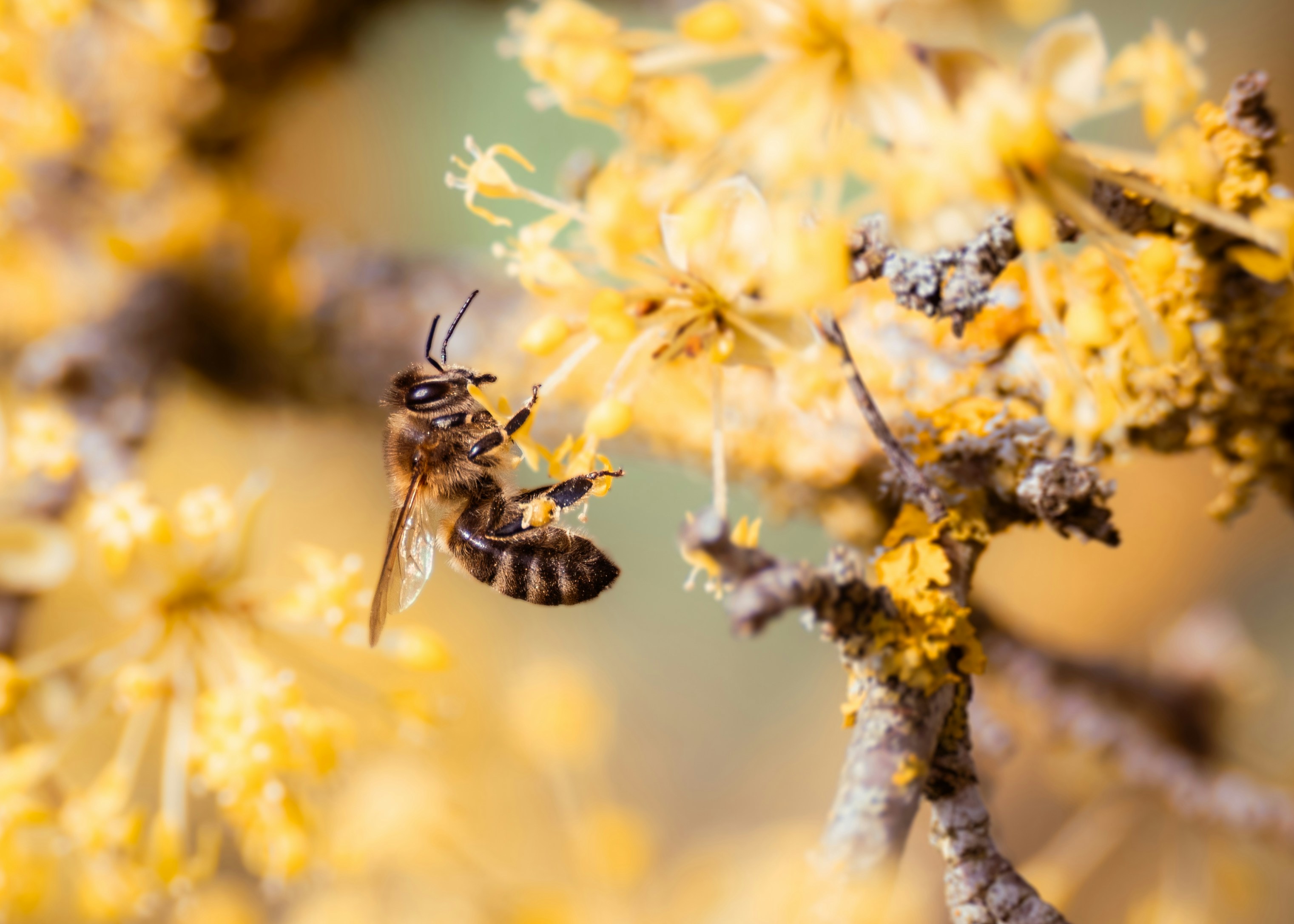 Uma abelha coleta néctar de flores amarelas