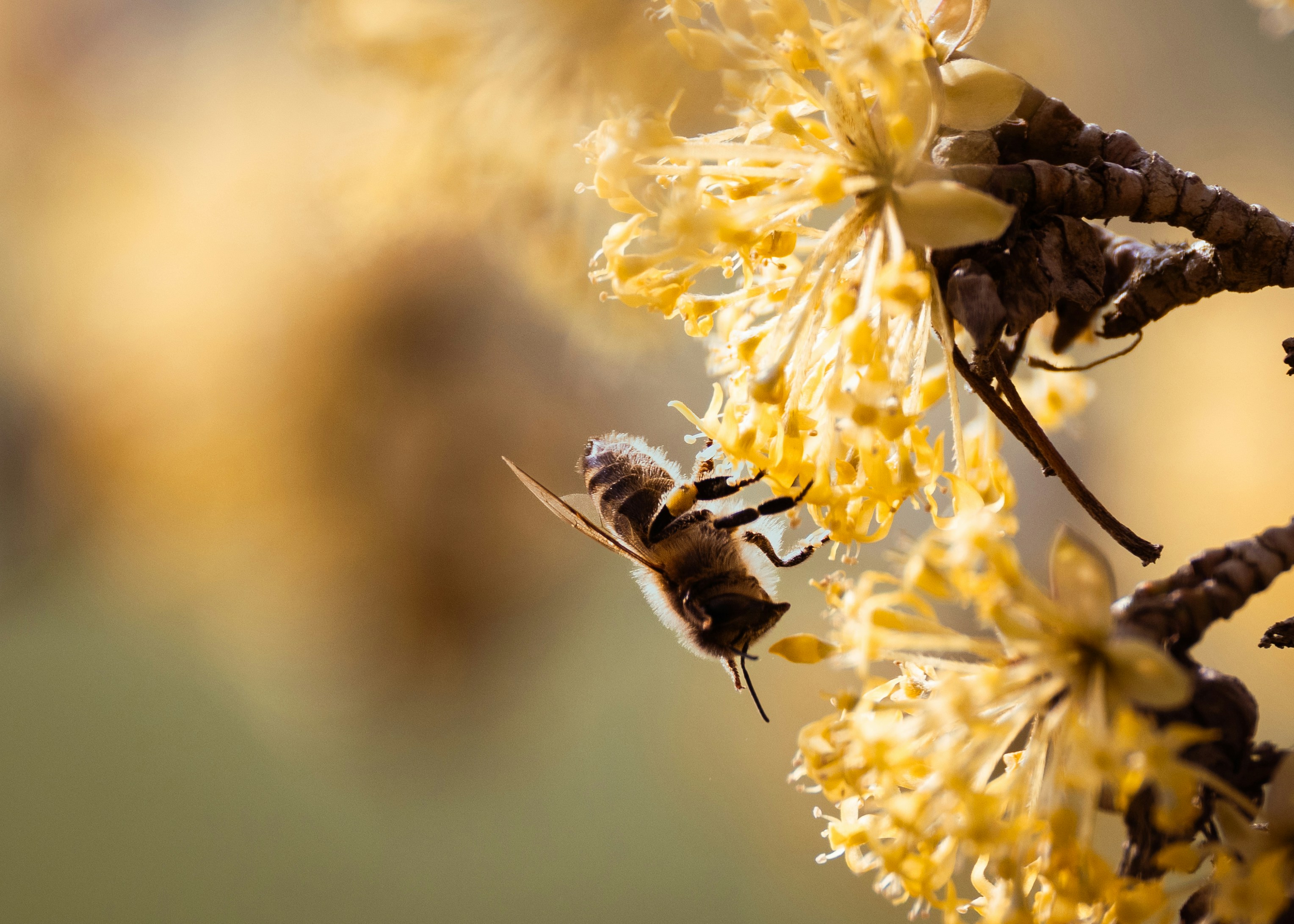 Uma abelha coleta néctar de uma flor amarela.