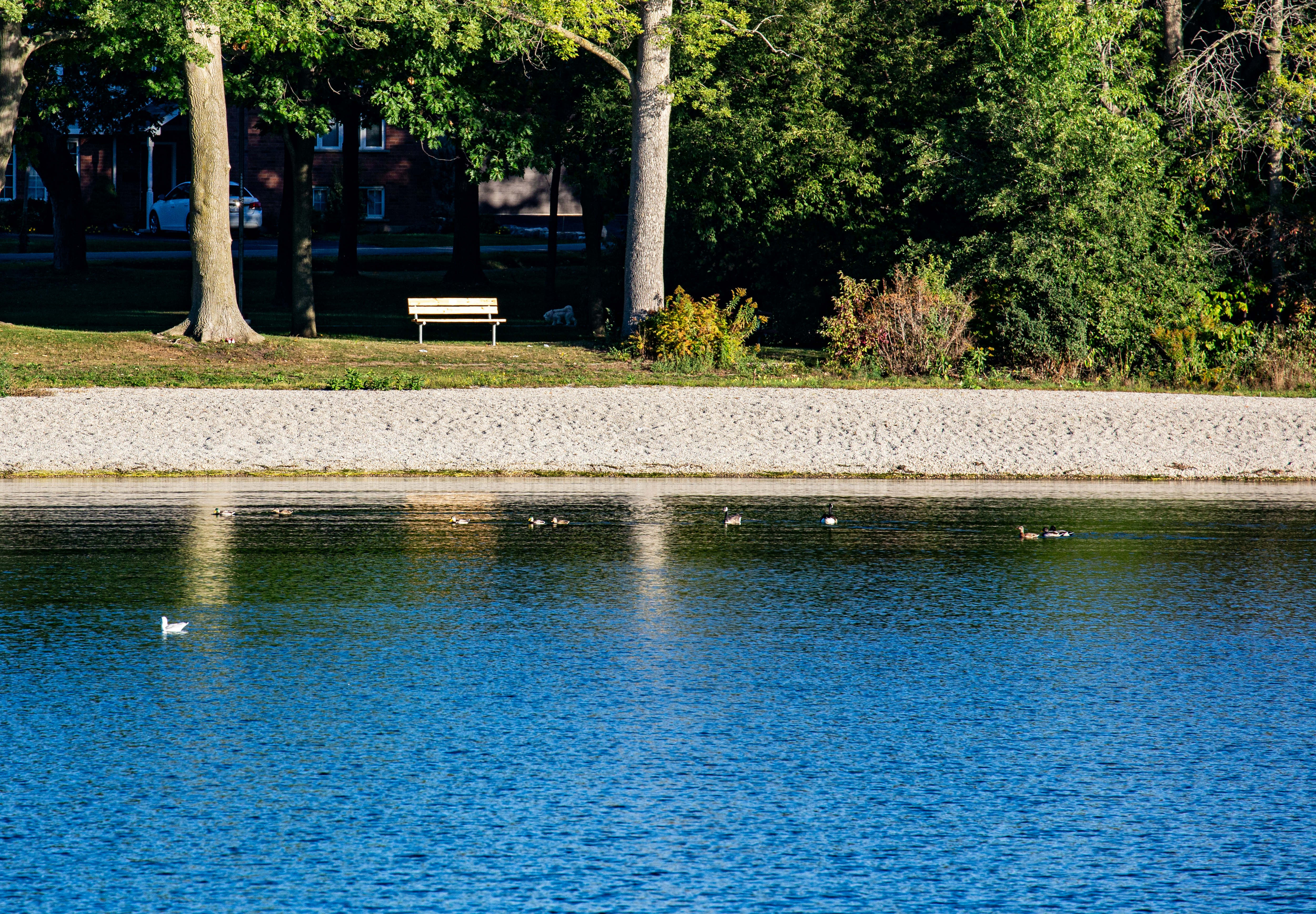 Ducks swim on a calm blue lake near trees.
