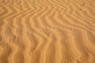 Rippled sand dunes in a desert landscape