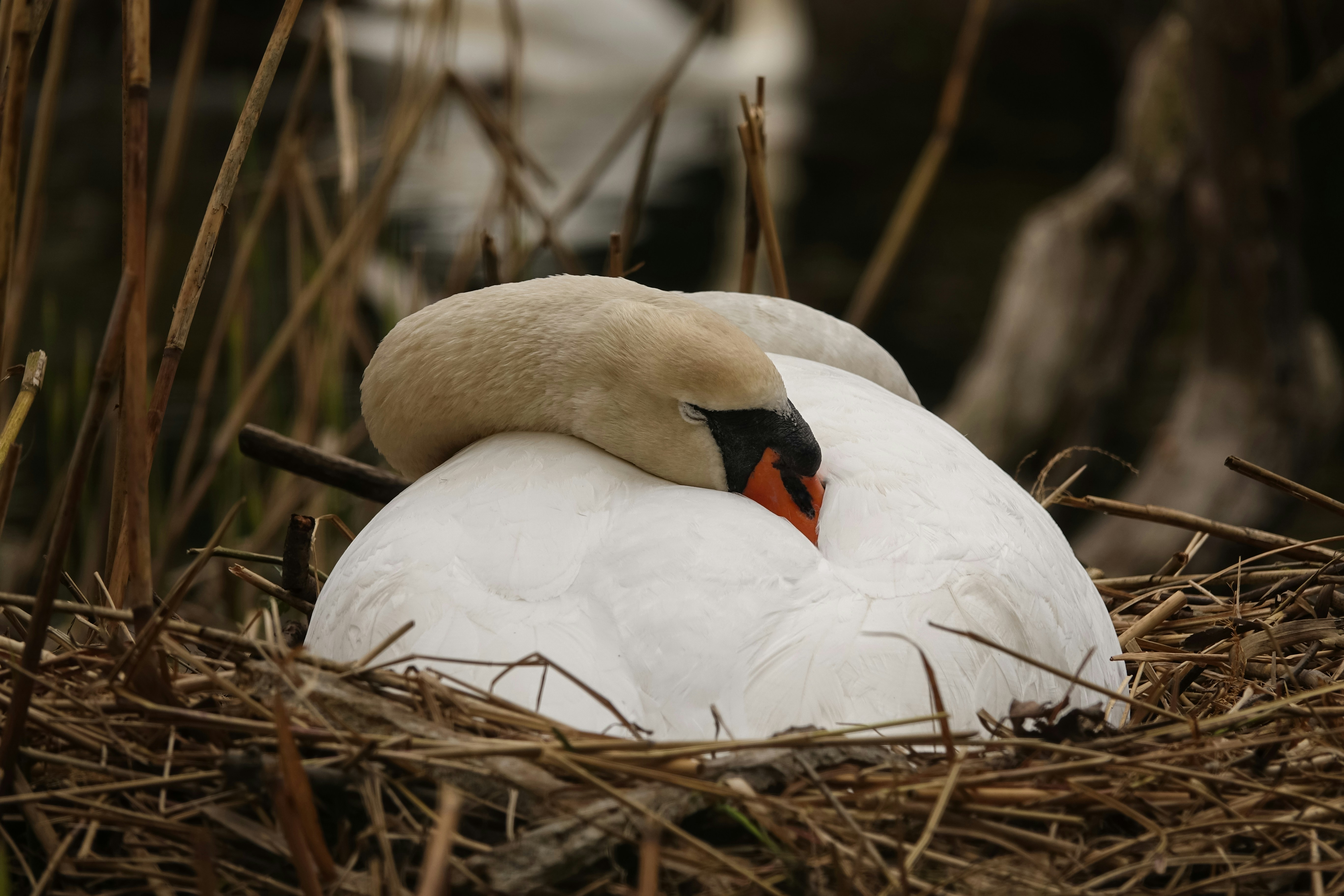 A swan rests peacefully in its nest.