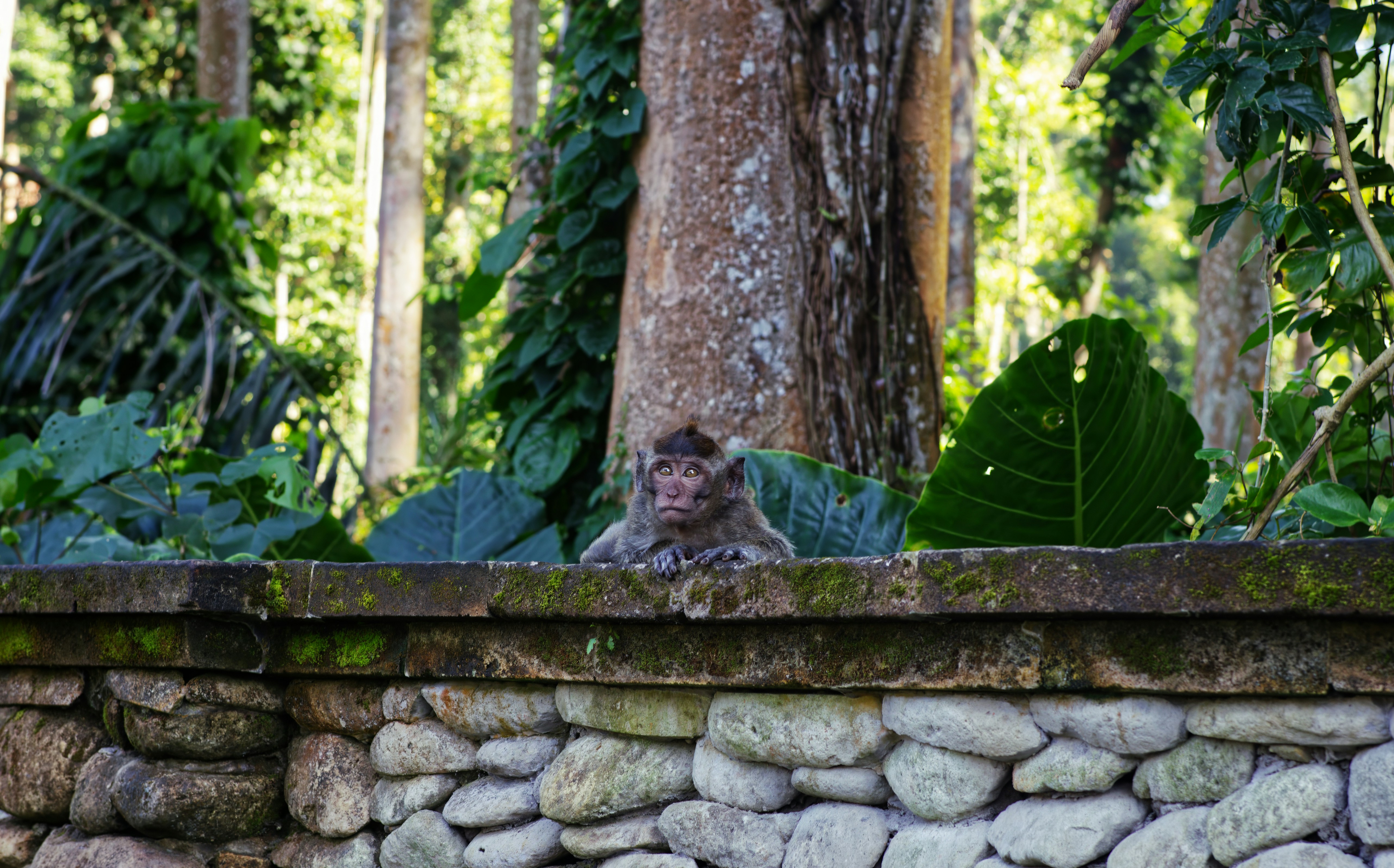 猿が森の石垣の向こうから覗き込む。