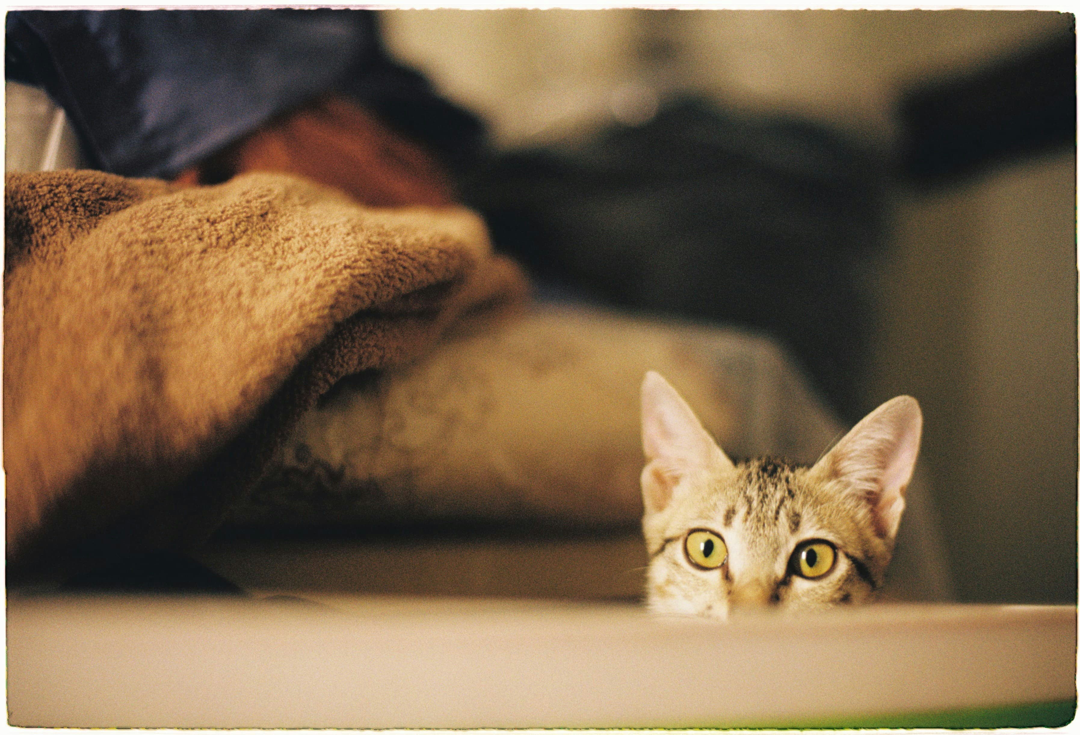 A tabby cat peeks over a surface curiously blurred surface.