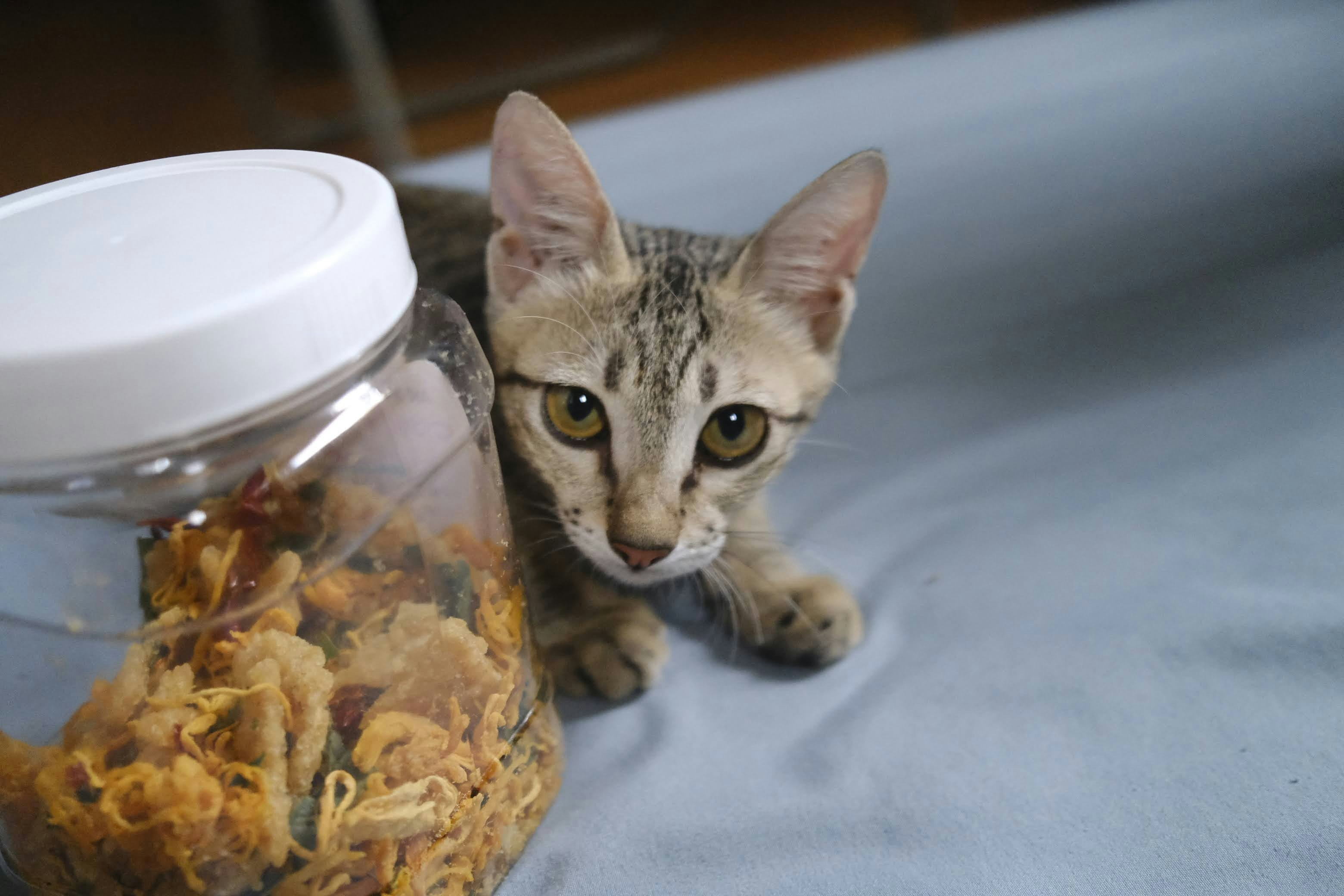Affordable Premium Kitten Food Brands for Healthy Bone Development