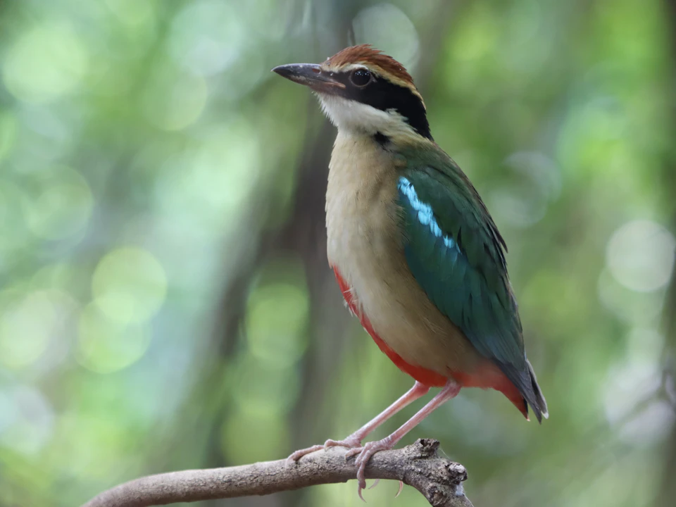 The image depicts a small bird perched on a thin, brown branch. The bird has vibrant green and red feathers that contrast with its white chest and head. Its wings are folded neatly at its sides, and it is facing to the right side of the frame. The background features blurred trees and foliage, creating an impressionistic atmosphere.