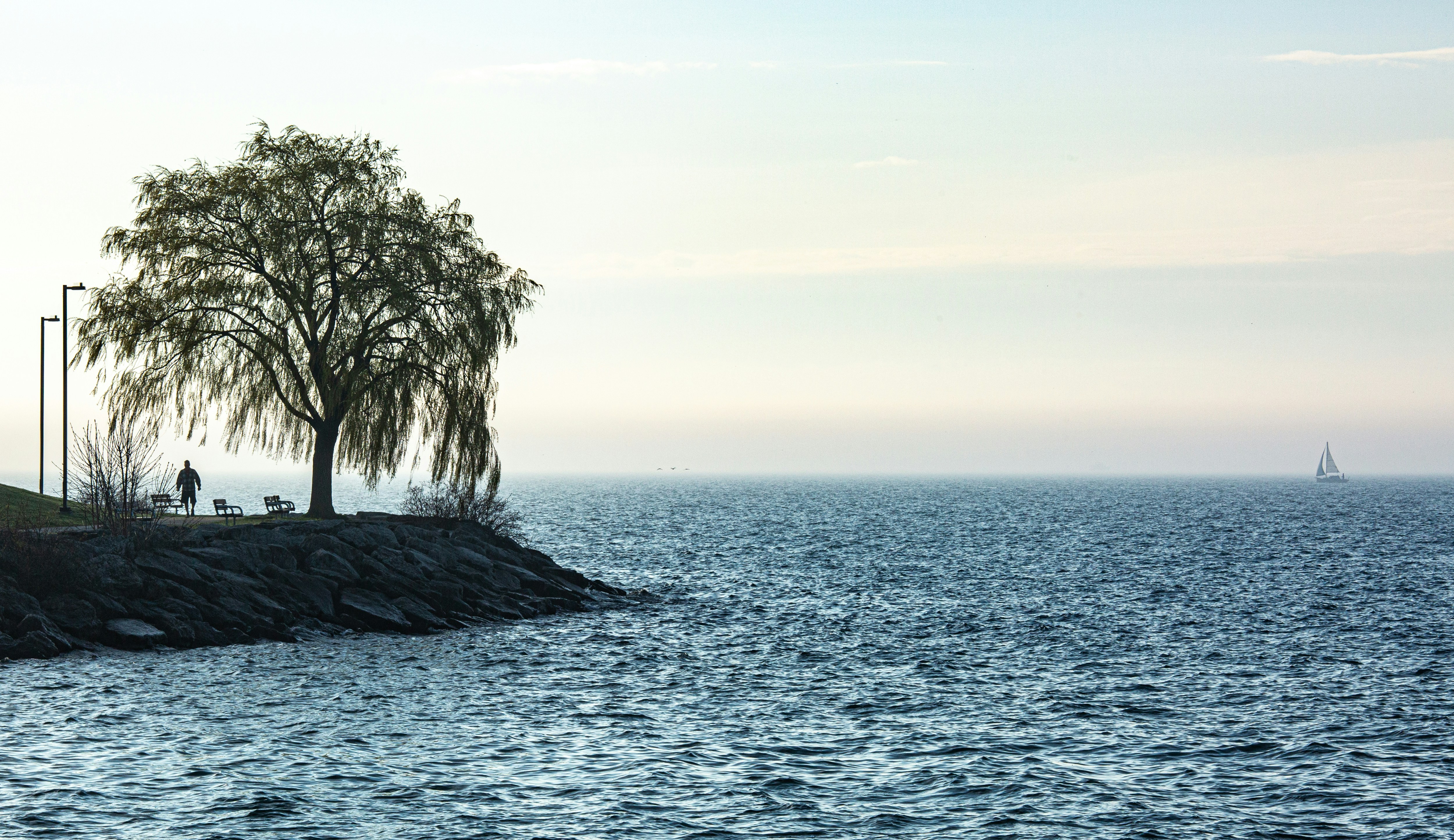 Lone tree on rocky shore overlooking calm blue water.