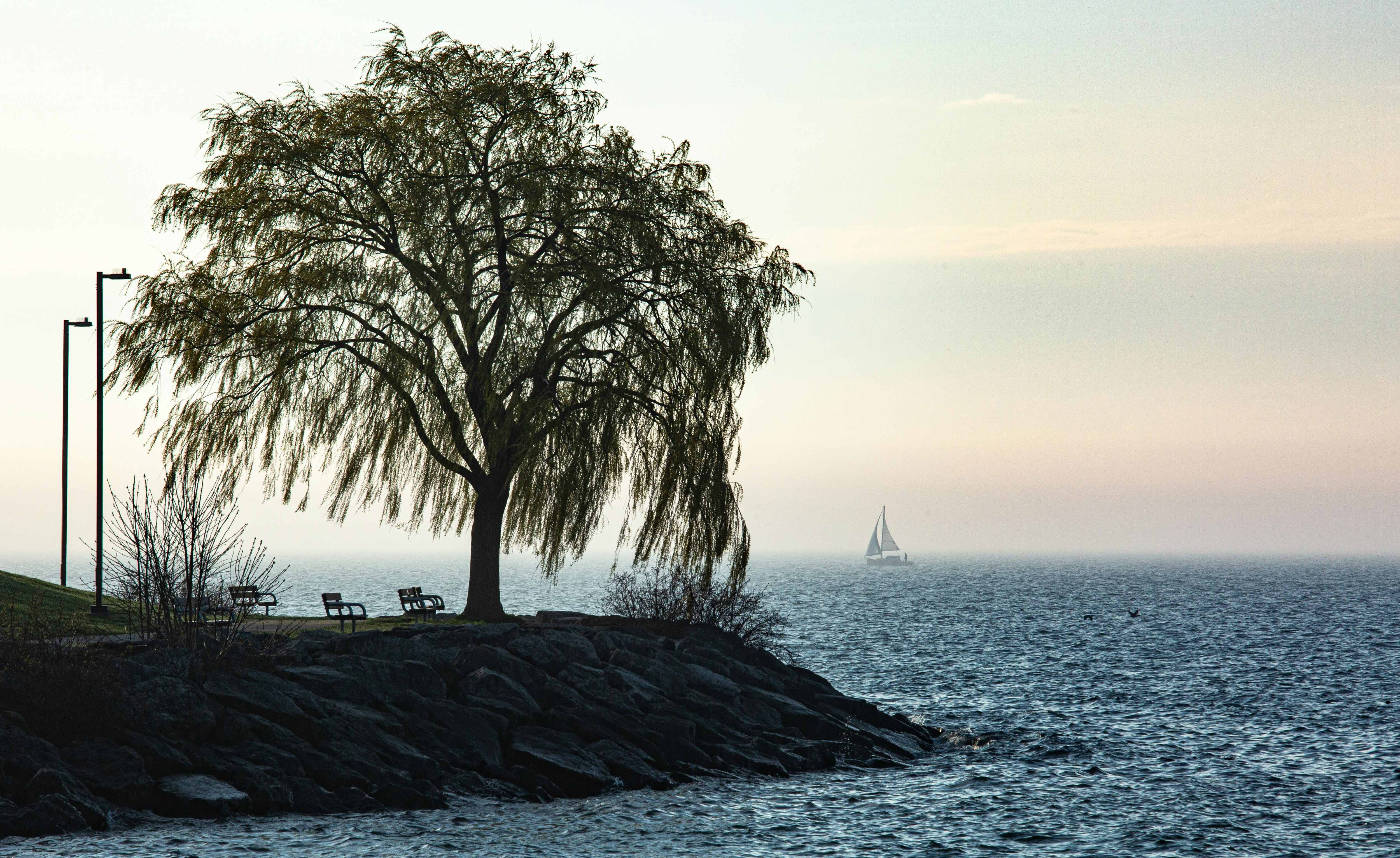 Weeping willow tree on rocky shore with sailboat in distance.