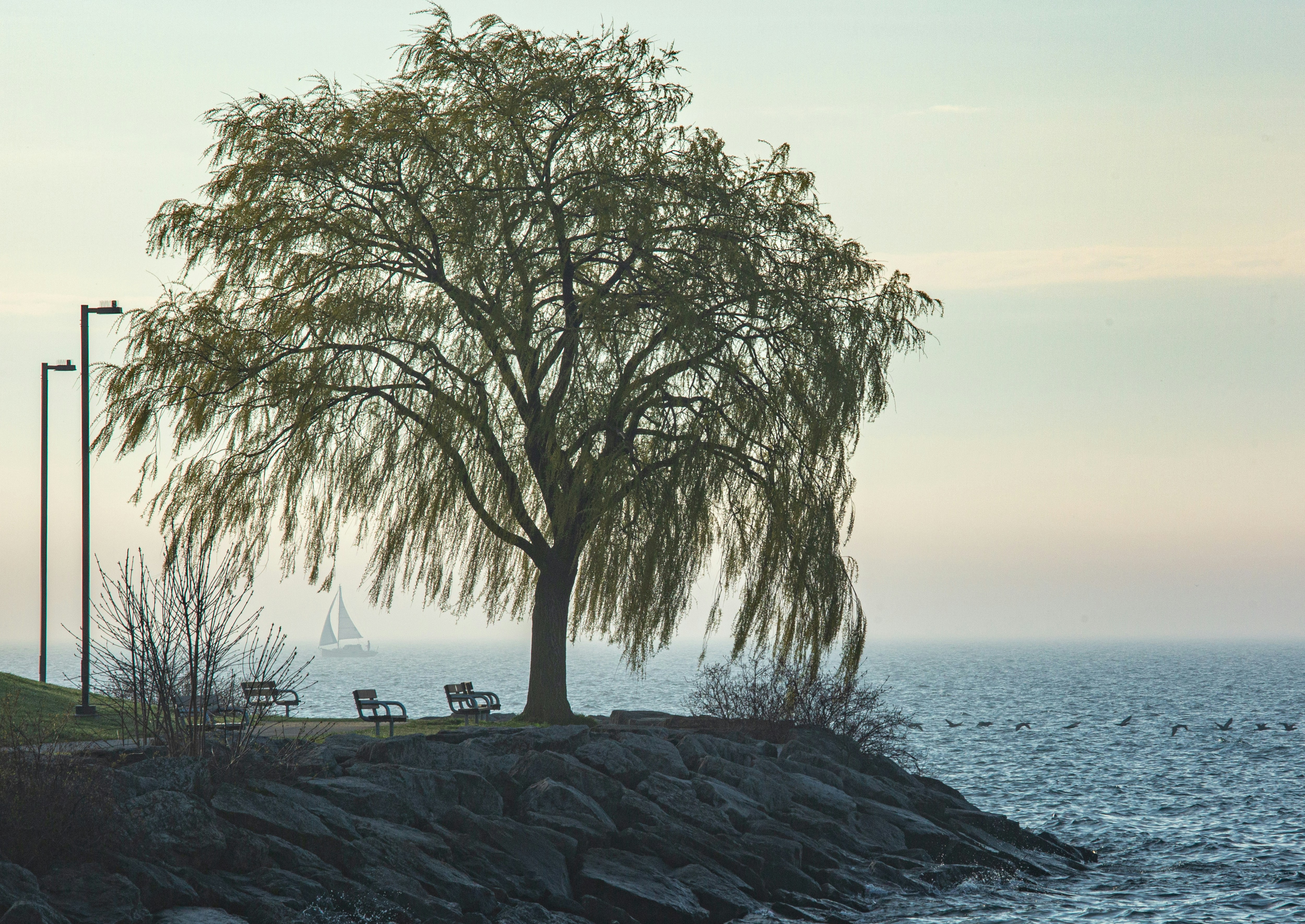 Weeping willow tree by the water at dusk.