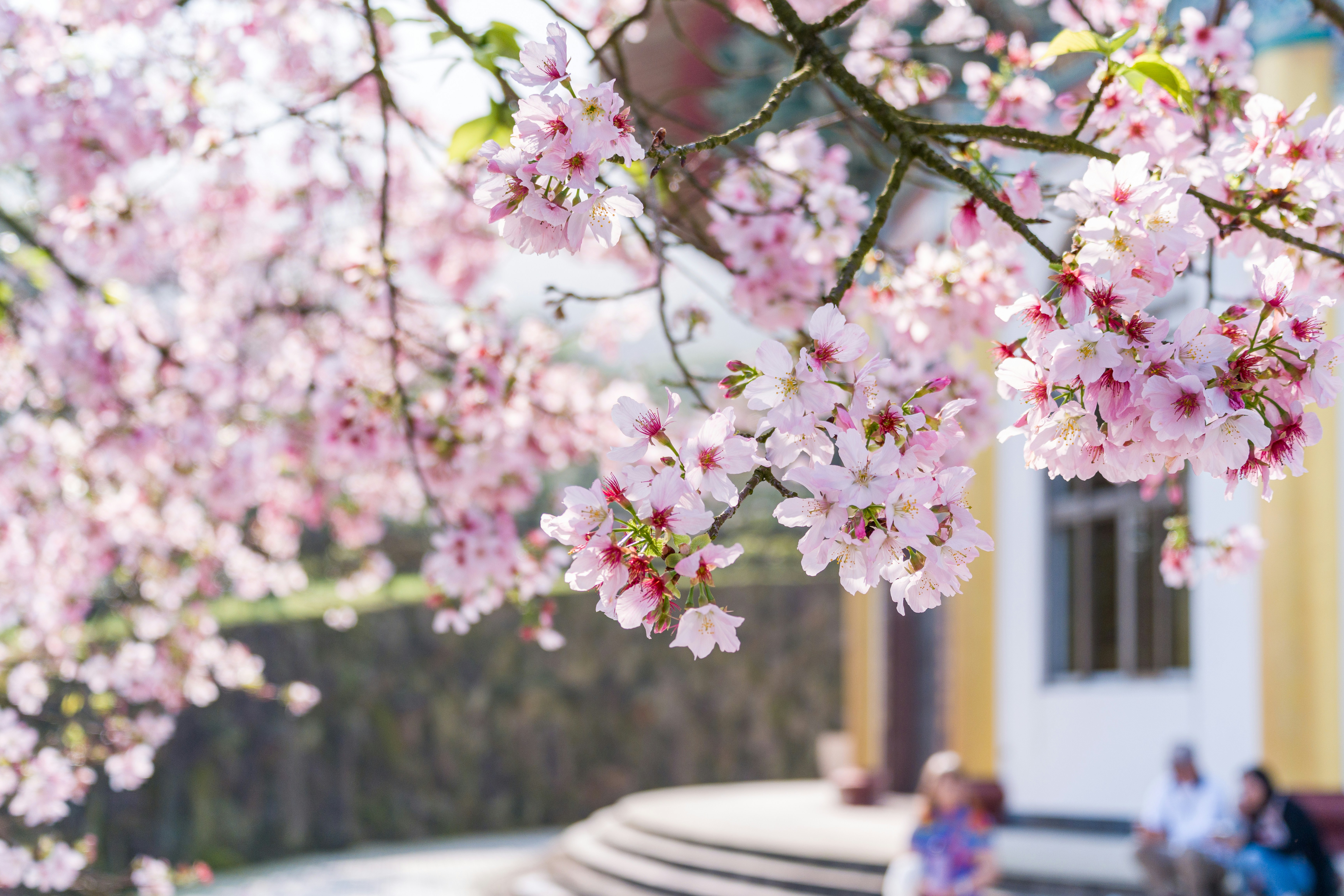 Delicadas flores de cerejeira cor-de-rosa florescem em um dia ensolarado.