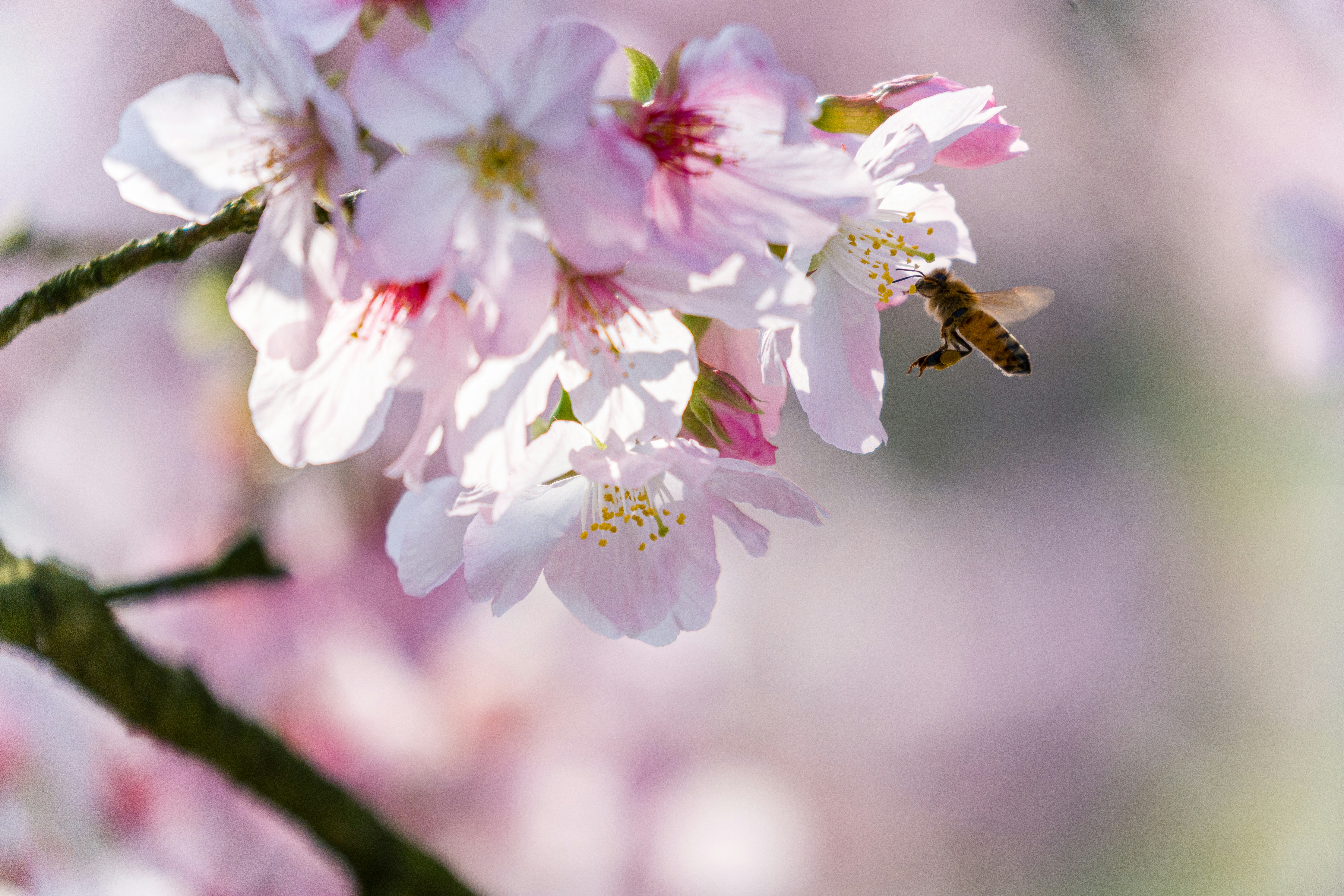 Uma abelha voa perto de delicadas flores de cerejeira rosa.