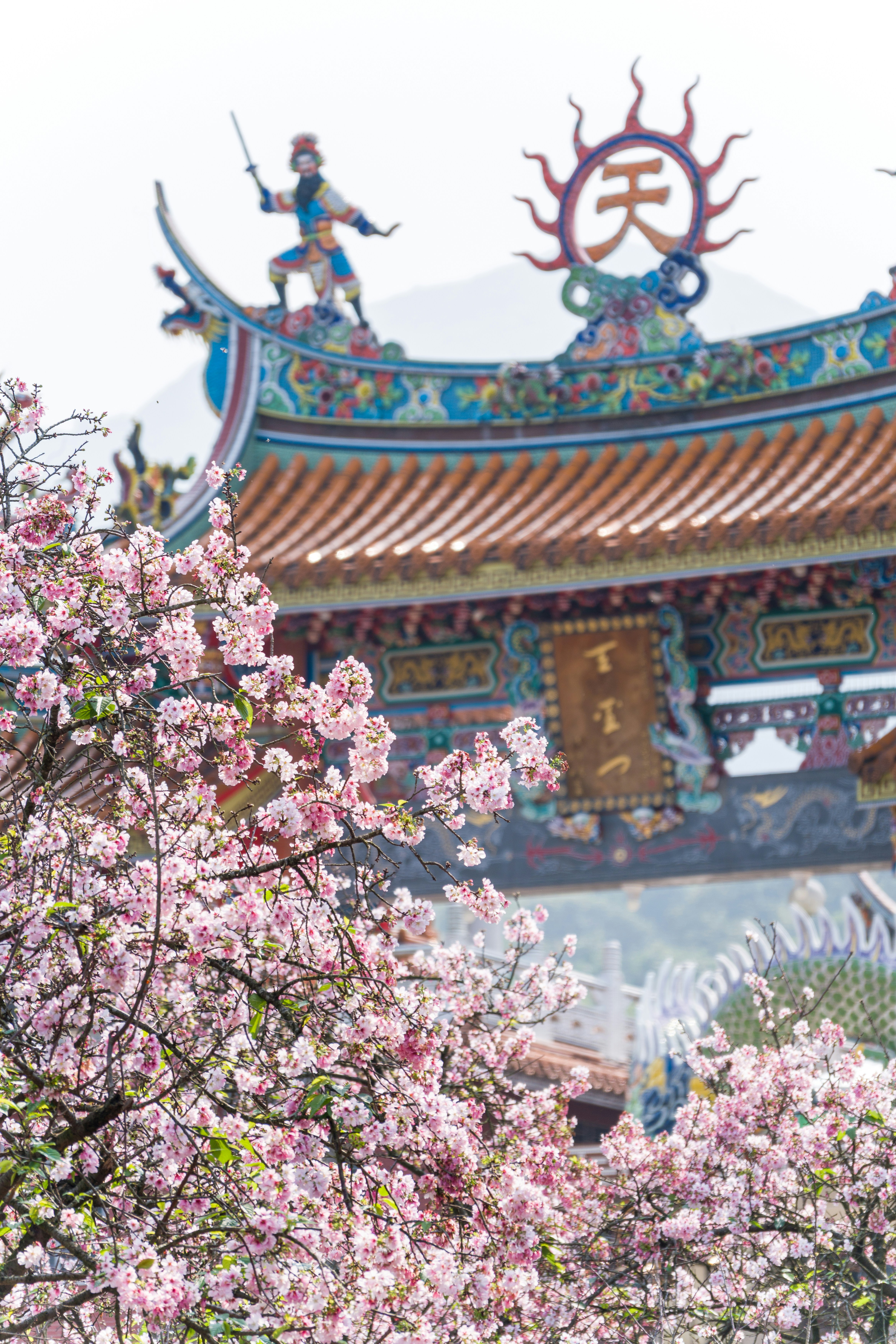 Flores de cerejeira em frente a um templo tradicional