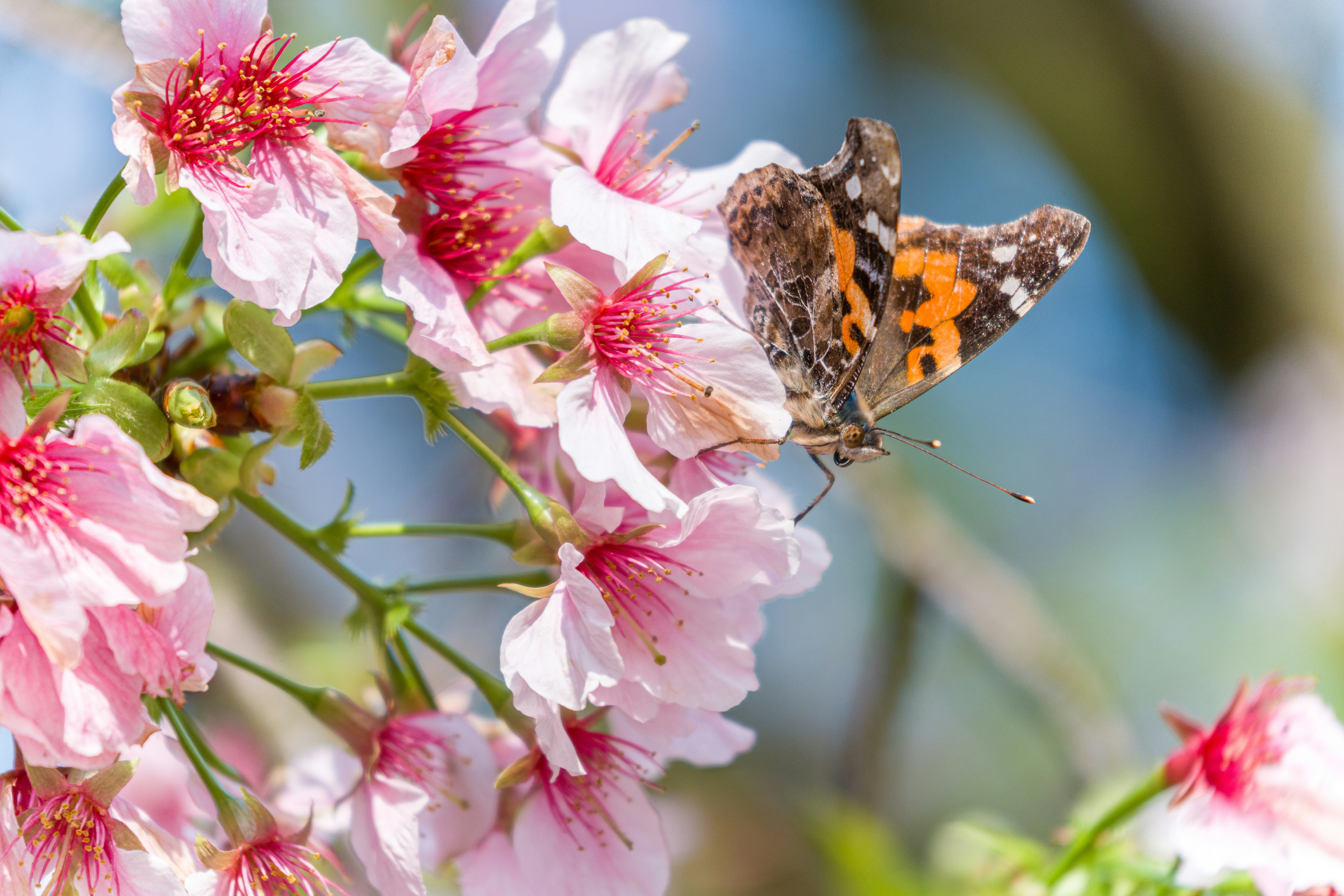 Uma borboleta repousa sobre delicadas flores de cerejeira rosa.