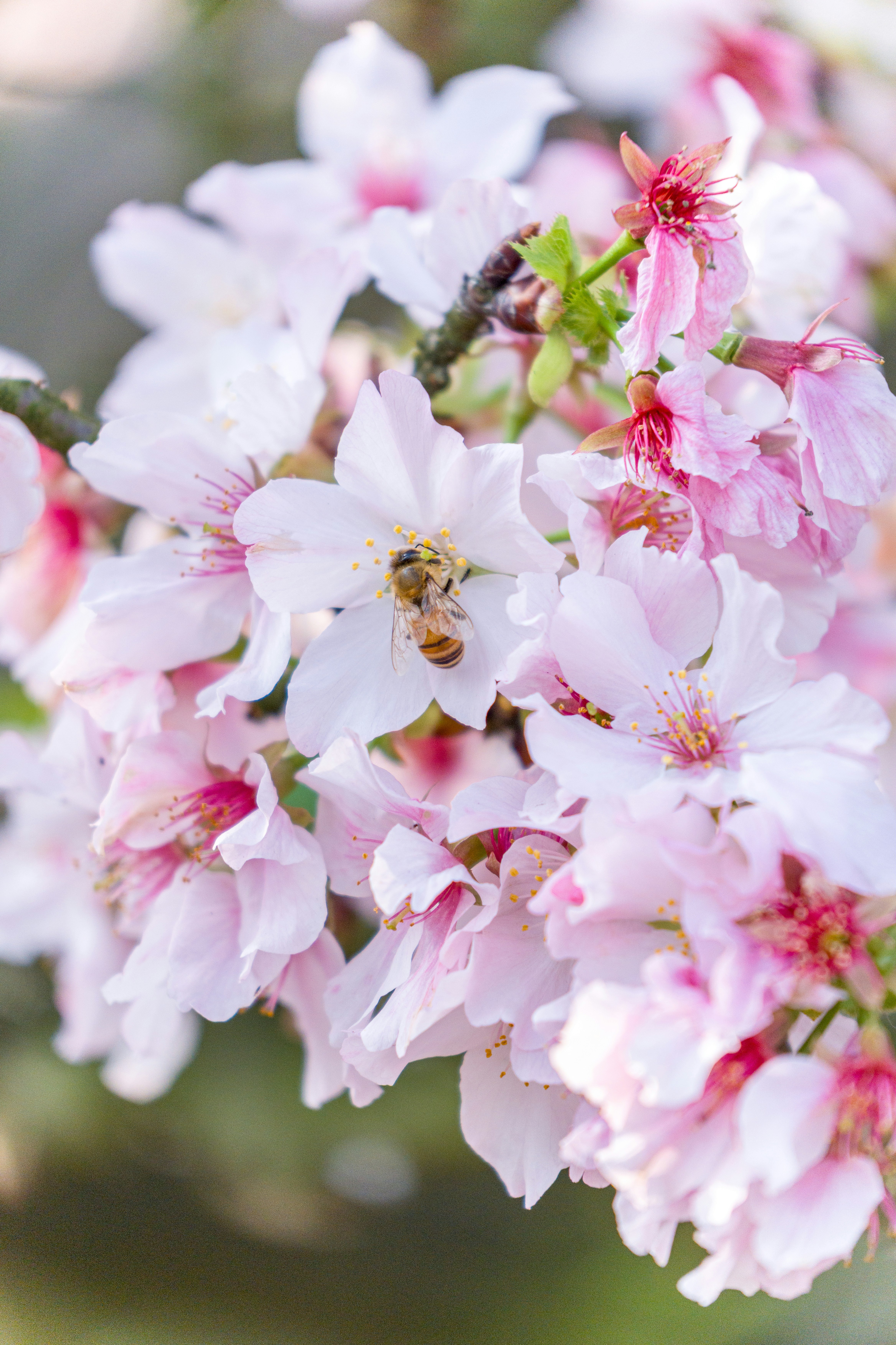 Uma abelha coletando néctar de uma flor de cerejeira rosa.