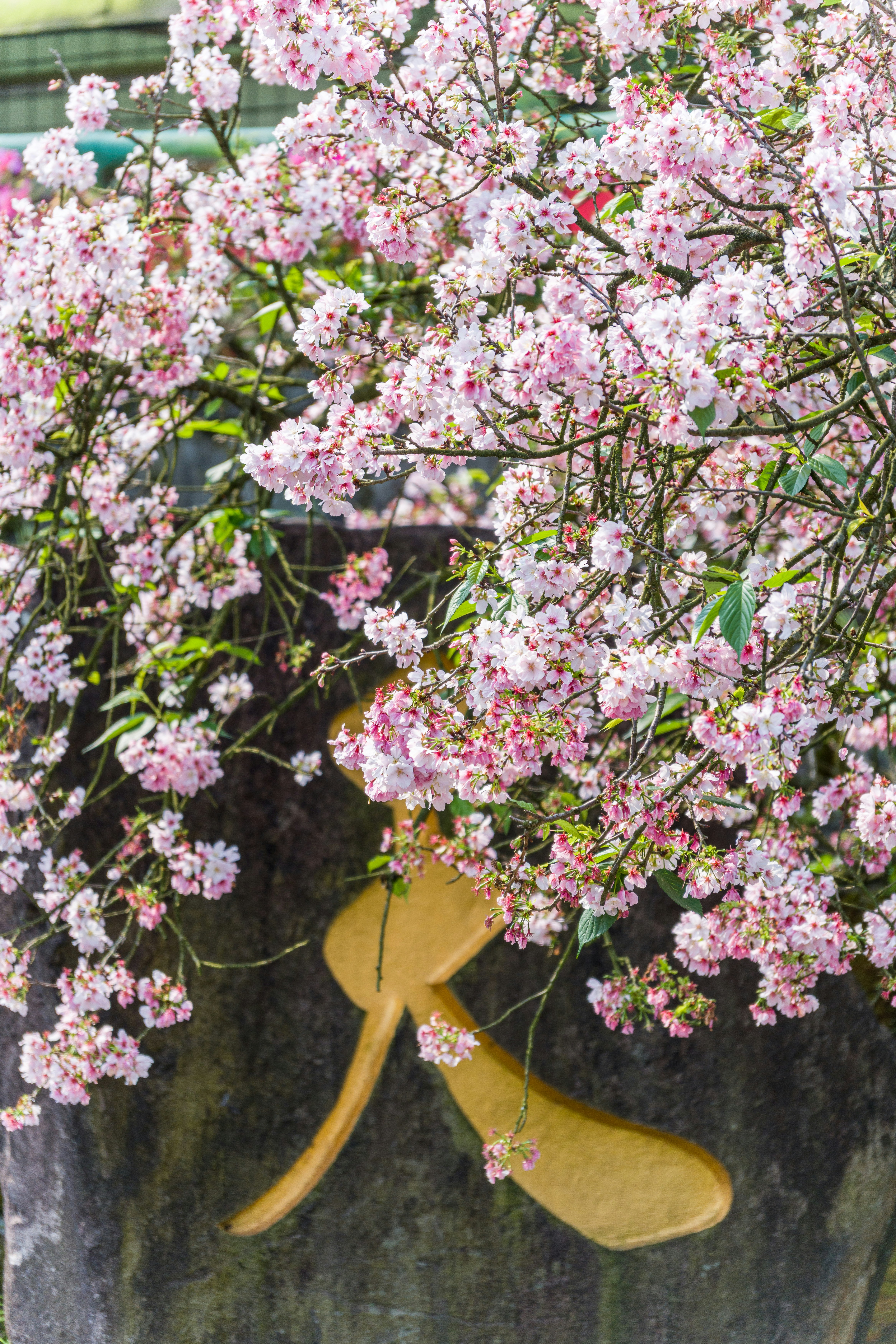 Flores de cerejeira cor-de-rosa adornam uma parede de pedra