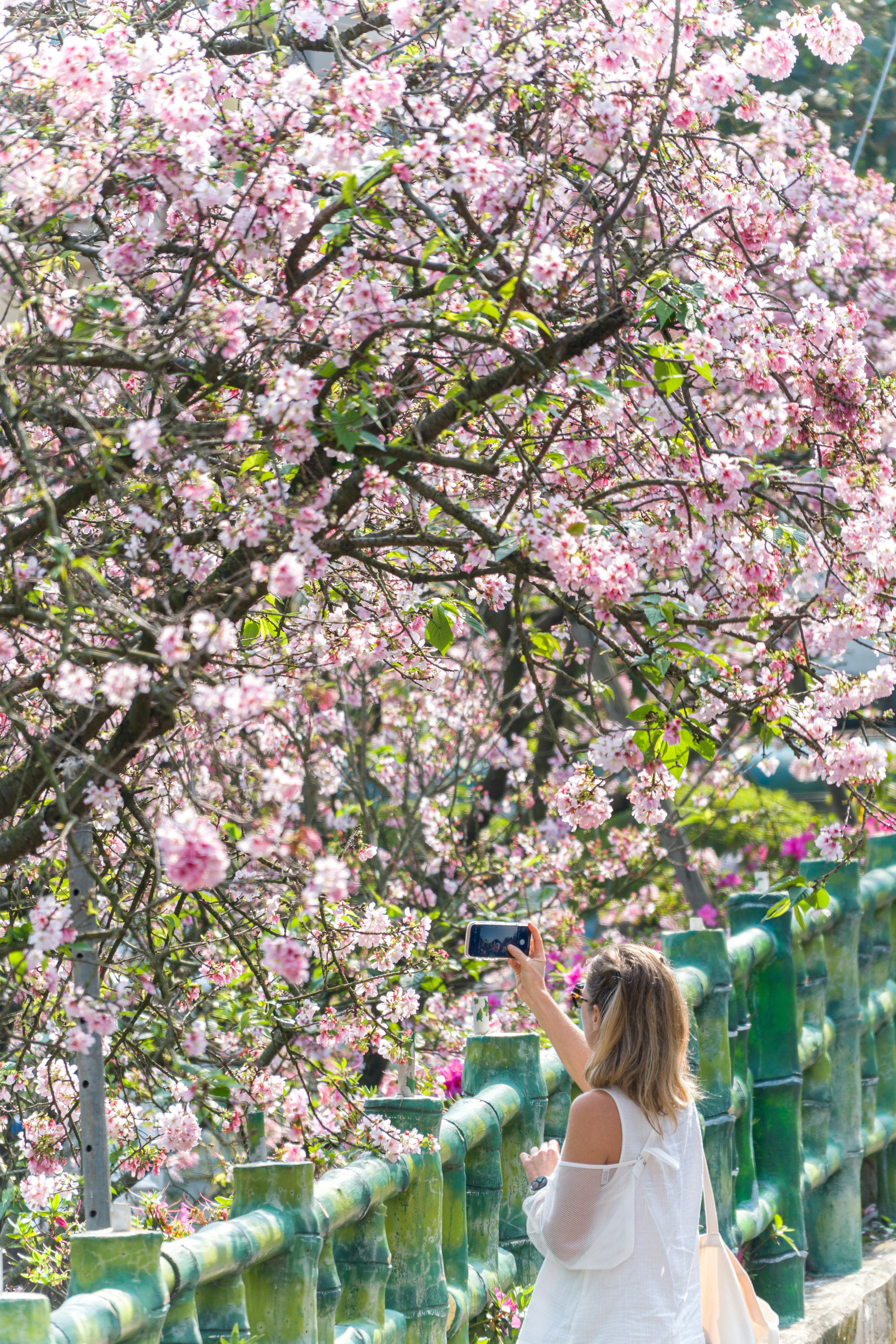 Mulher tirando uma selfie com a cerejeira em flor