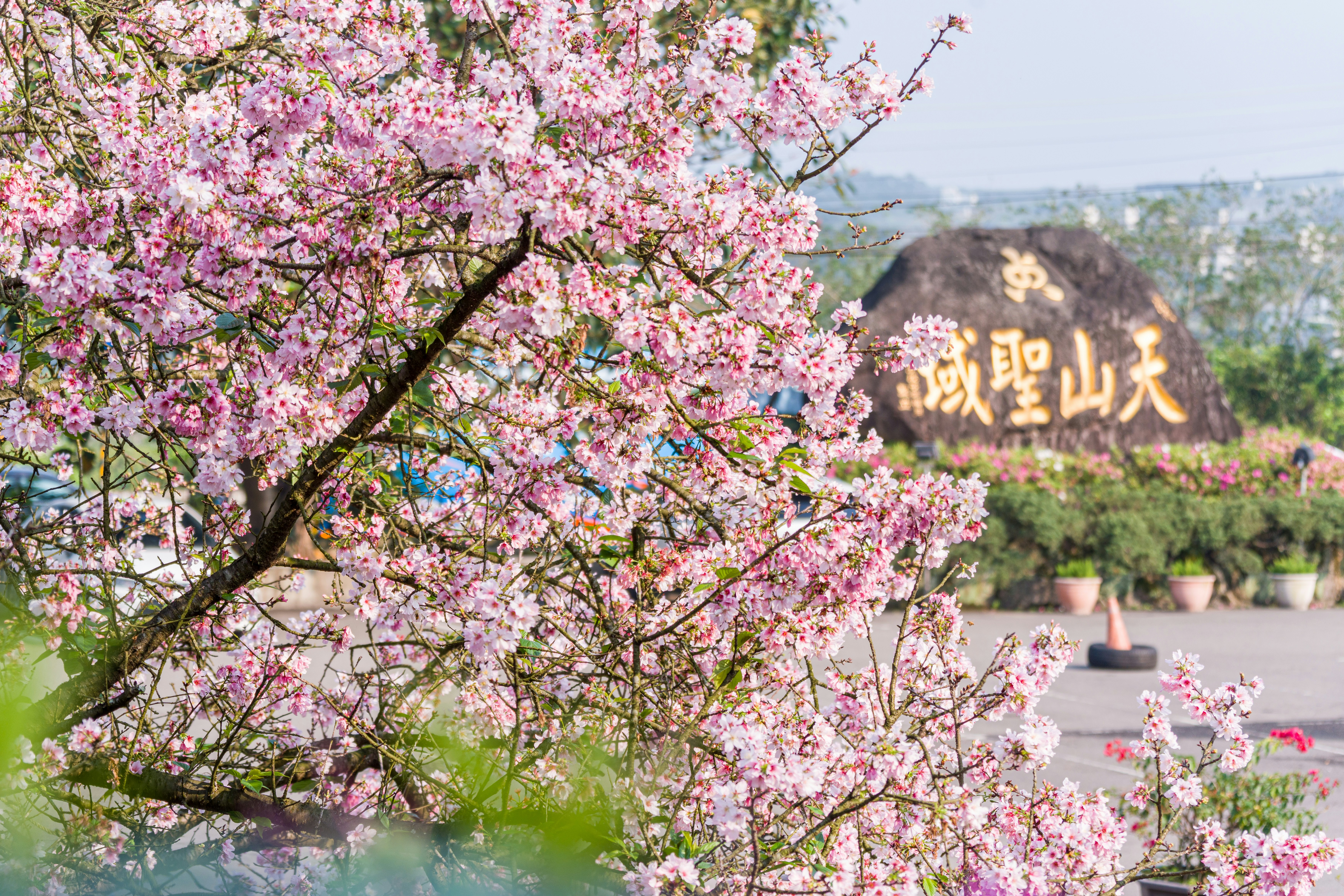 Flores de cerejeira cor-de-rosa emolduram uma grande pedra com caracteres chineses.