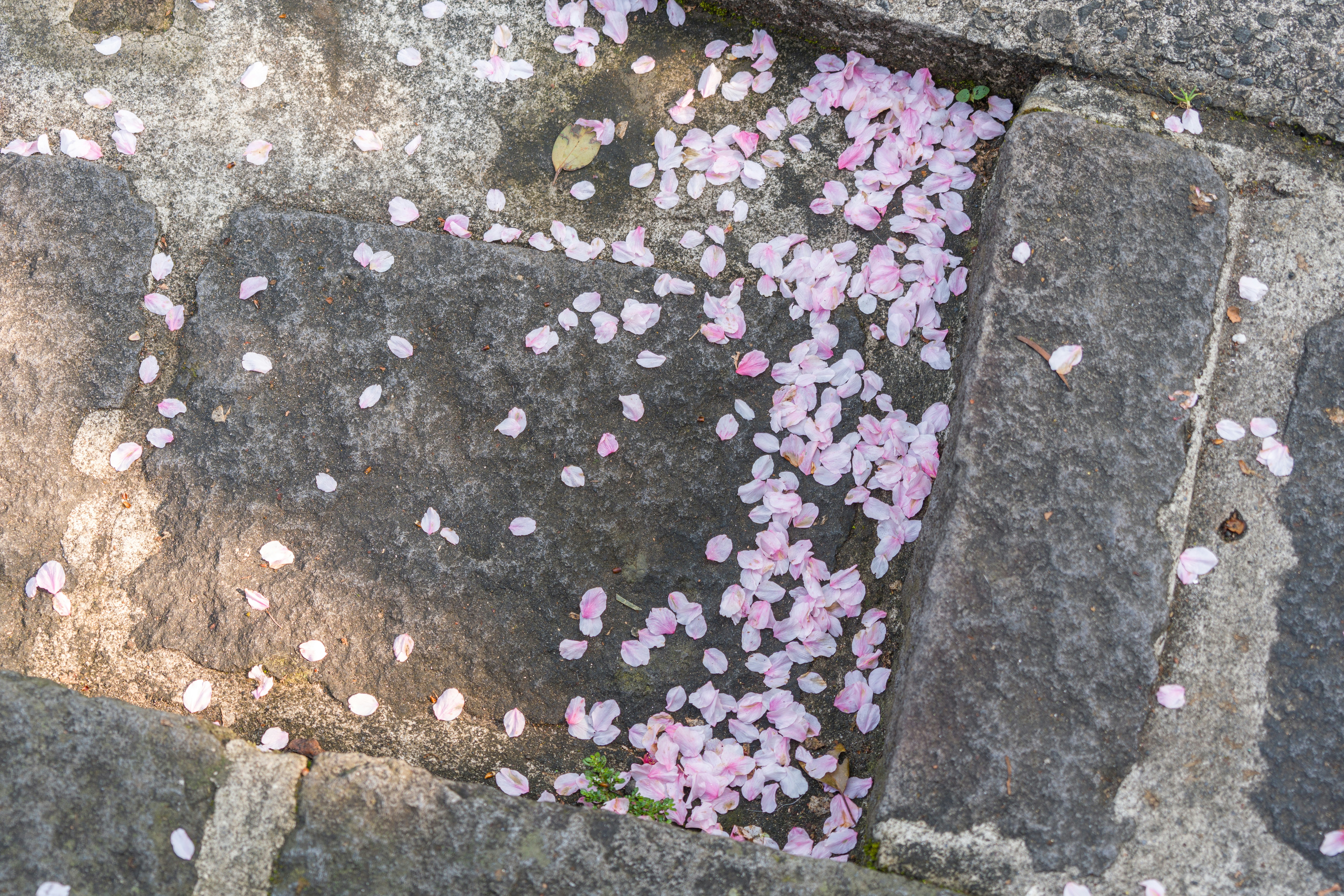 Pétalas de flores cor-de-rosa espalhadas pelo caminho de pedra