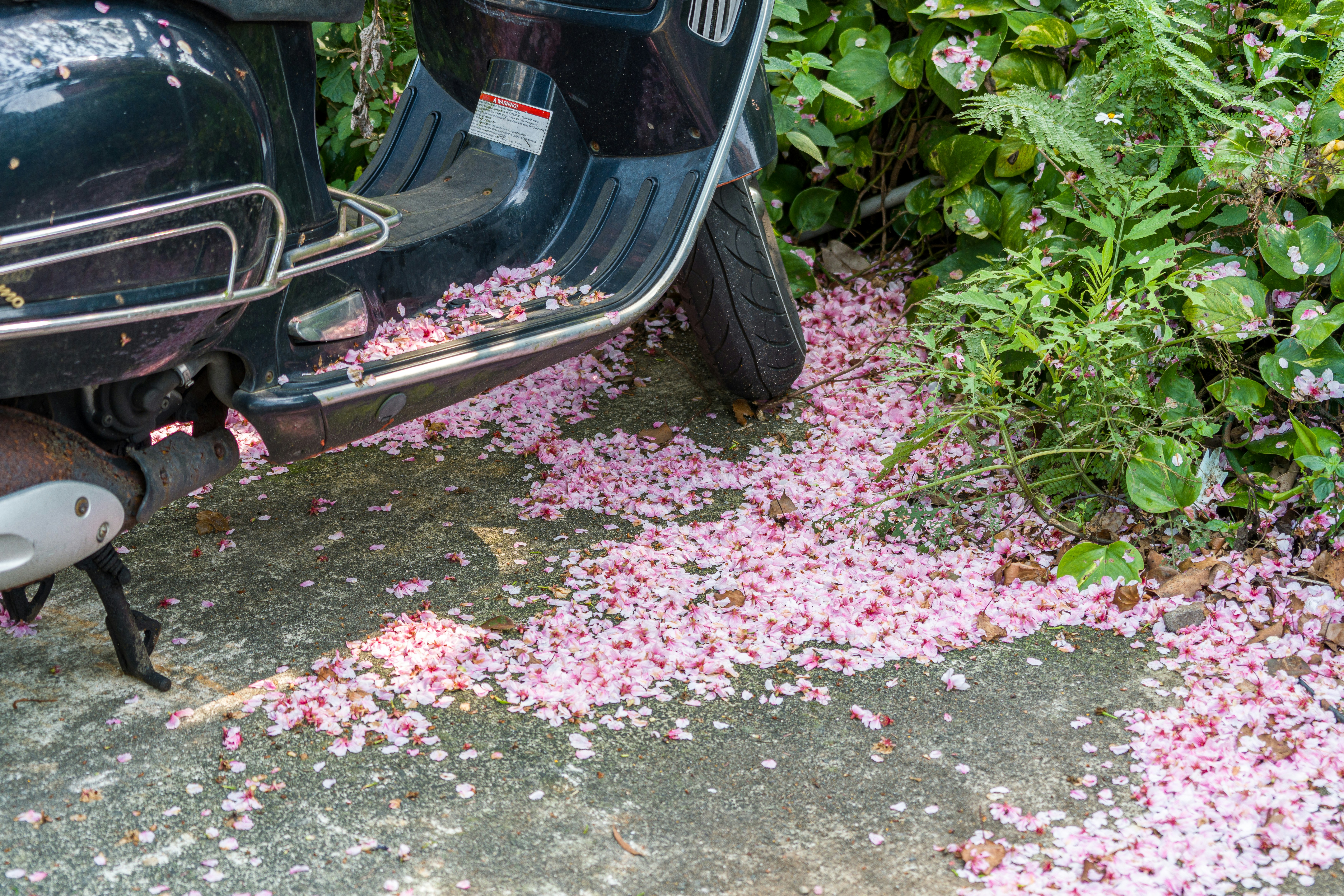 Pétalas de flores cor-de-rosa espalhadas no concreto perto da scooter.