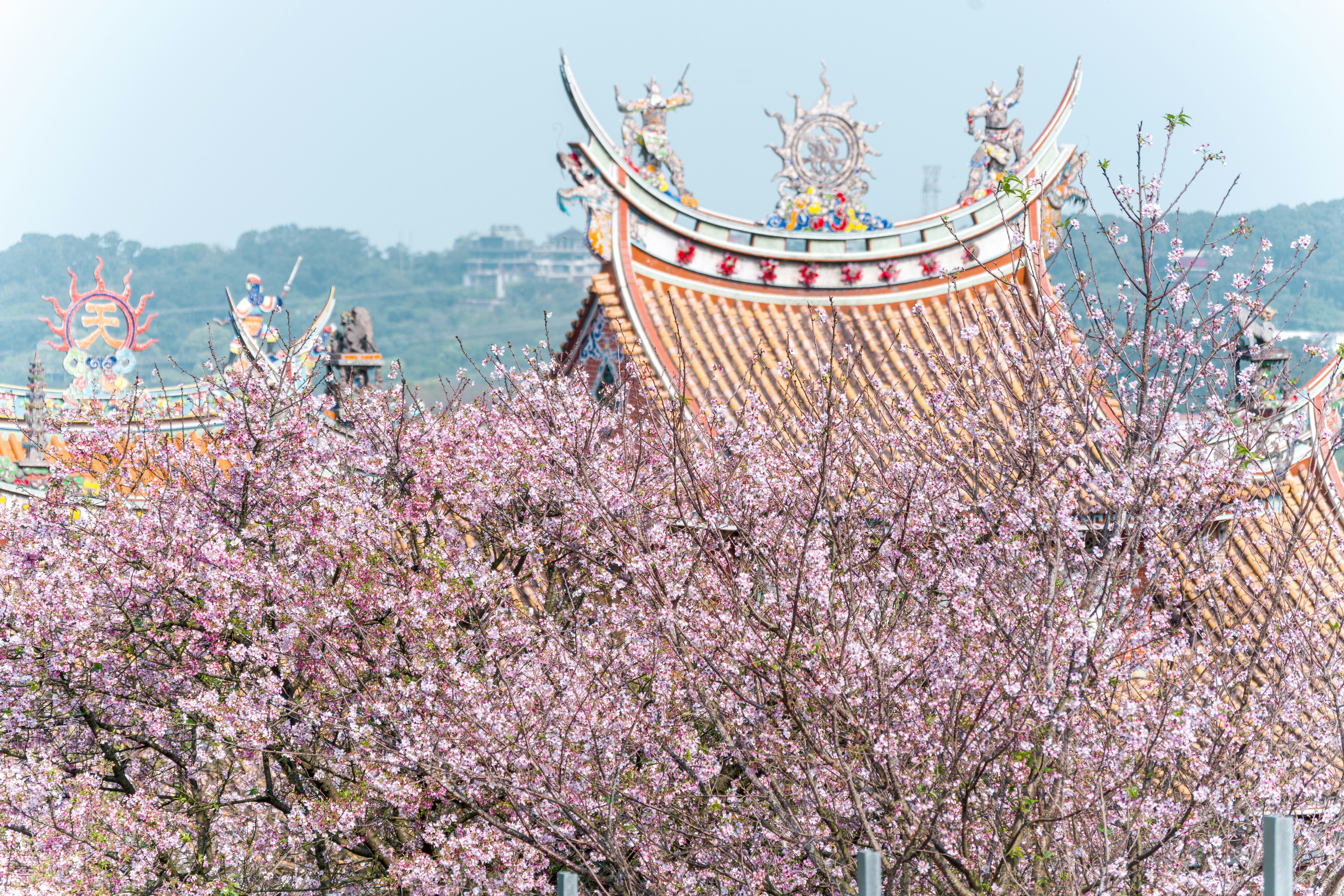 Flores de cerejeira cor-de-rosa emolduram a arquitetura tradicional dos templos