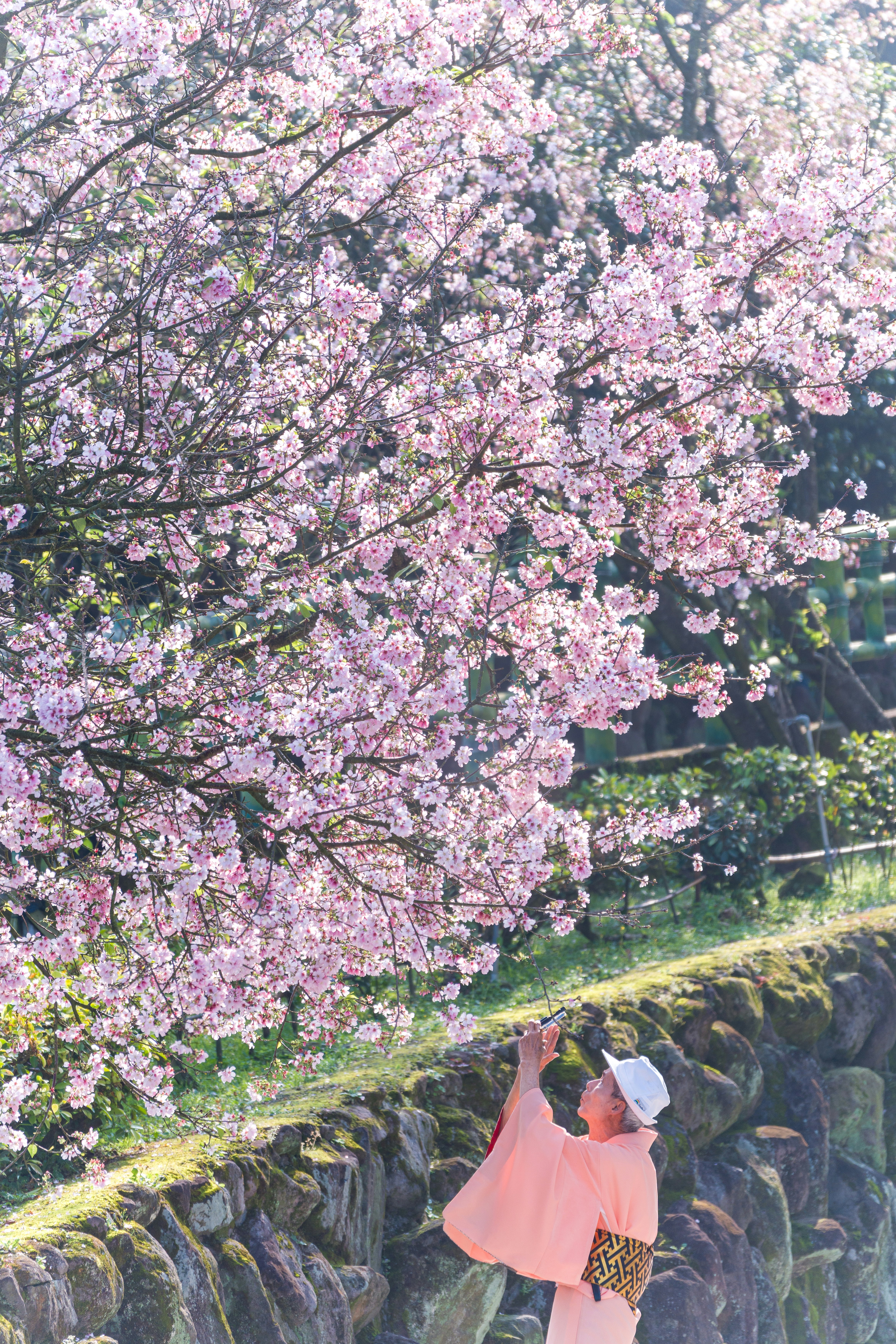 Pessoa de quimono admirando flores de cerejeira em flor