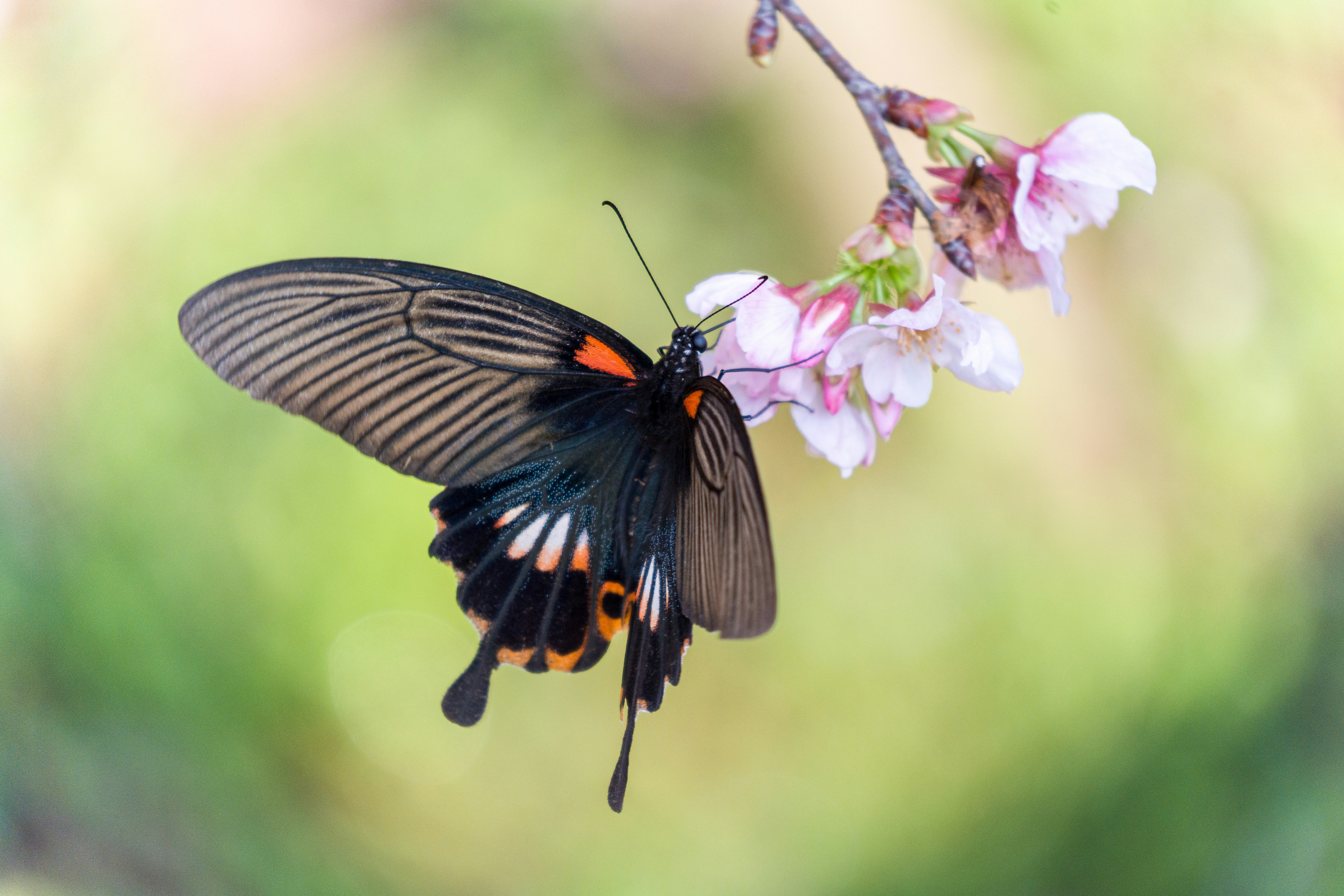 Uma borboleta preta com marcas laranja repousa sobre flores rosas.