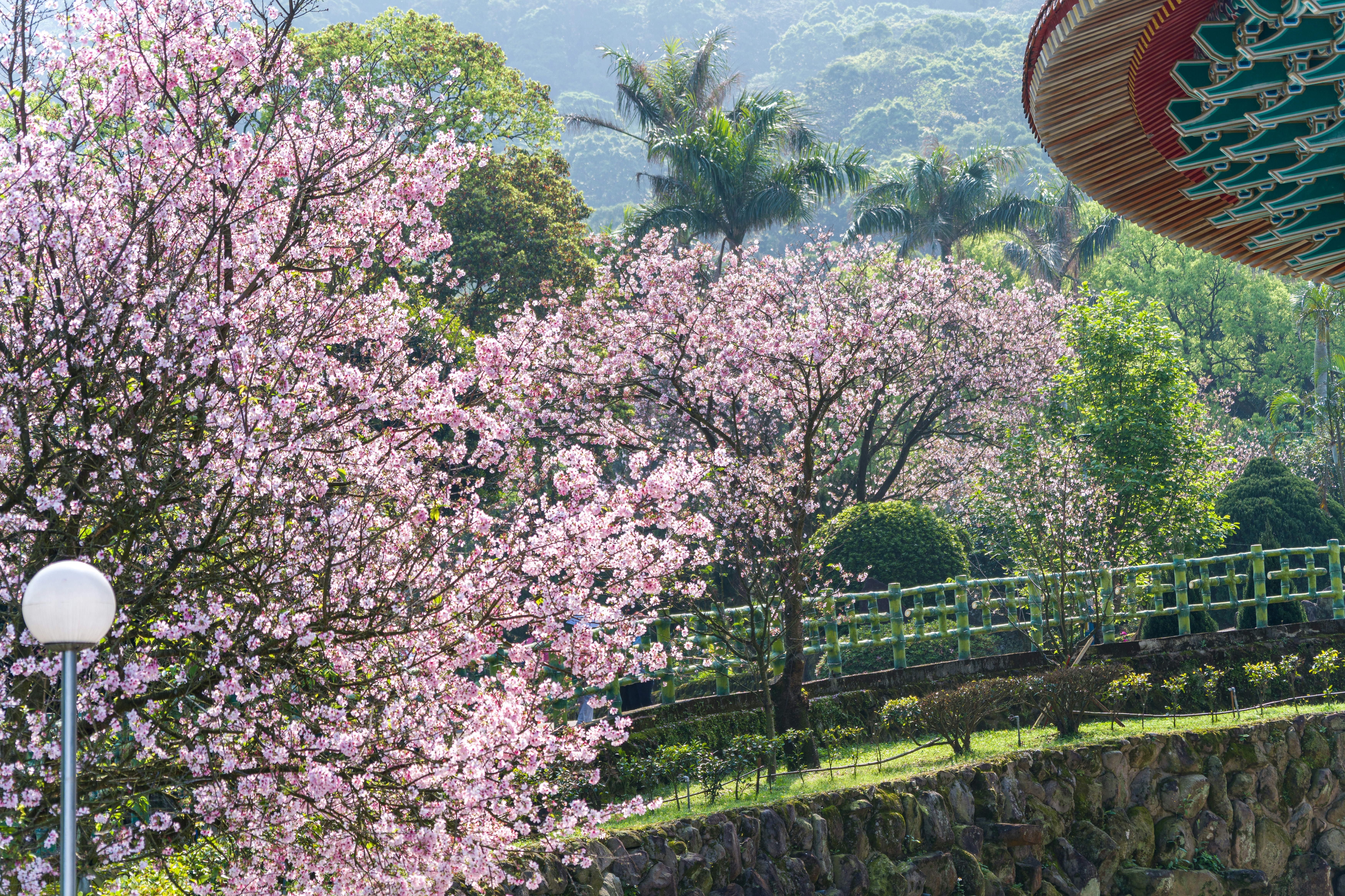 Flores de cerejeira cor-de-rosa florescem nas árvores de um parque.