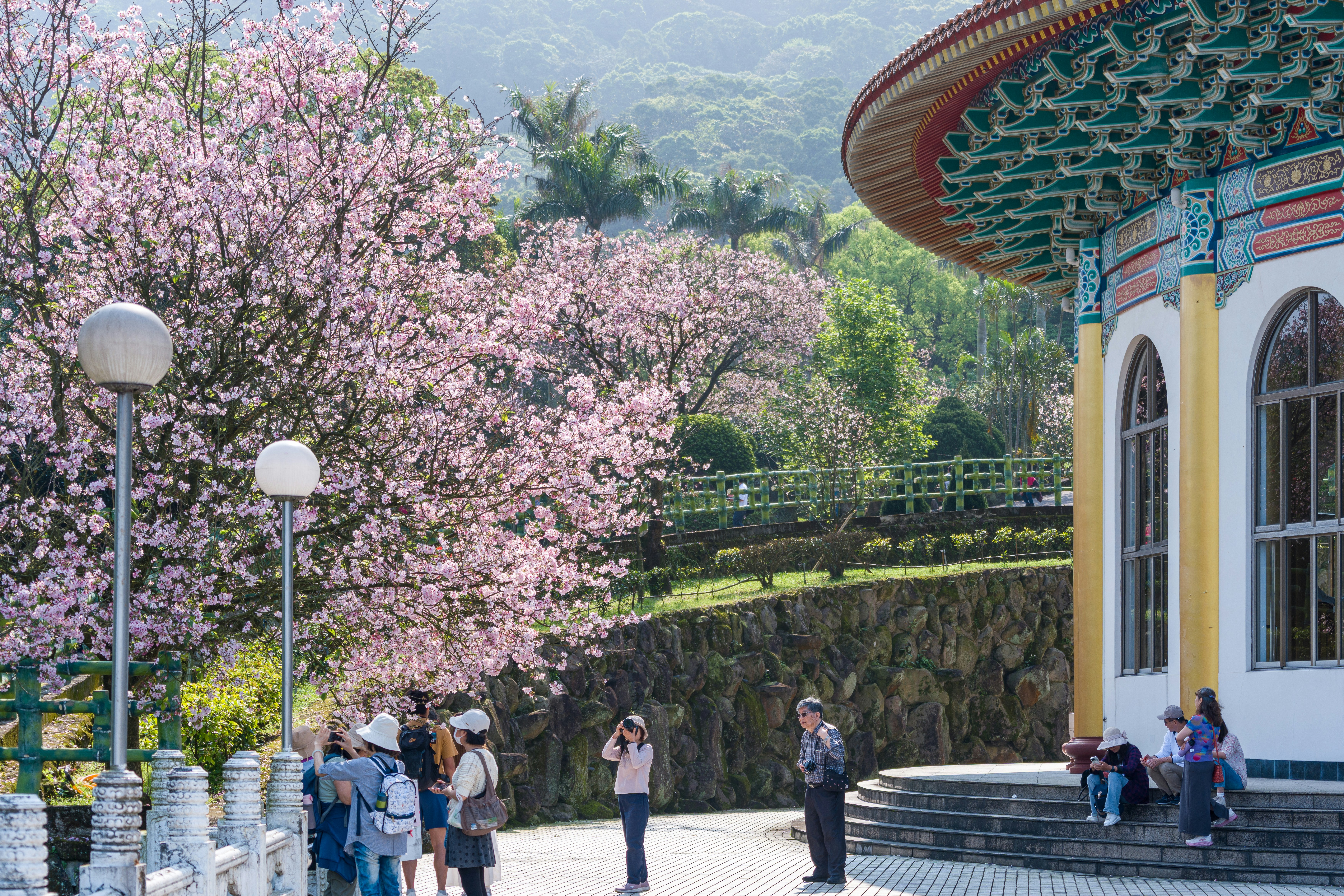 As pessoas admiram as flores de cerejeira próximas a um edifício tradicional.