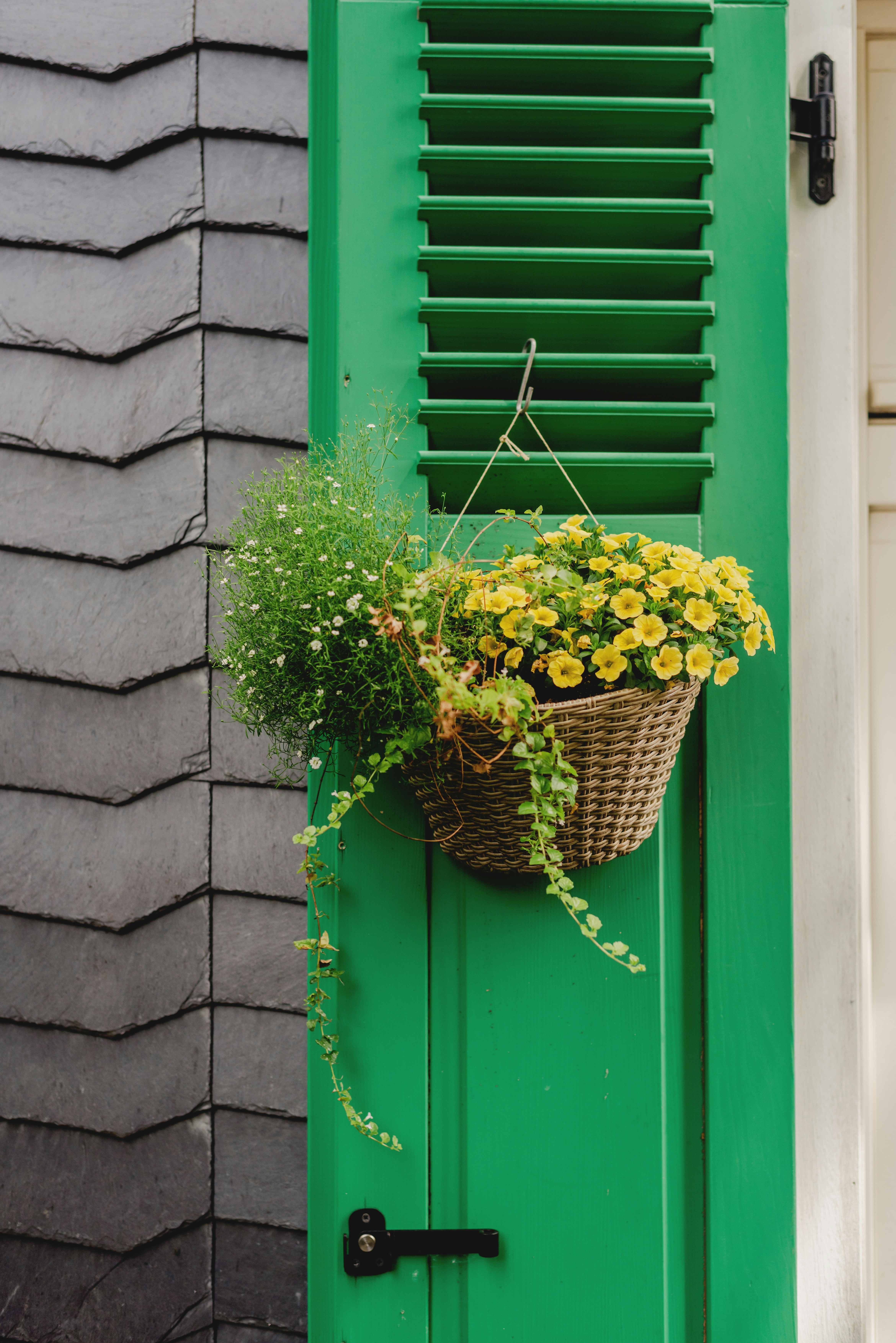 Green shutter with hanging basket of yellow flowers photo – Free ...