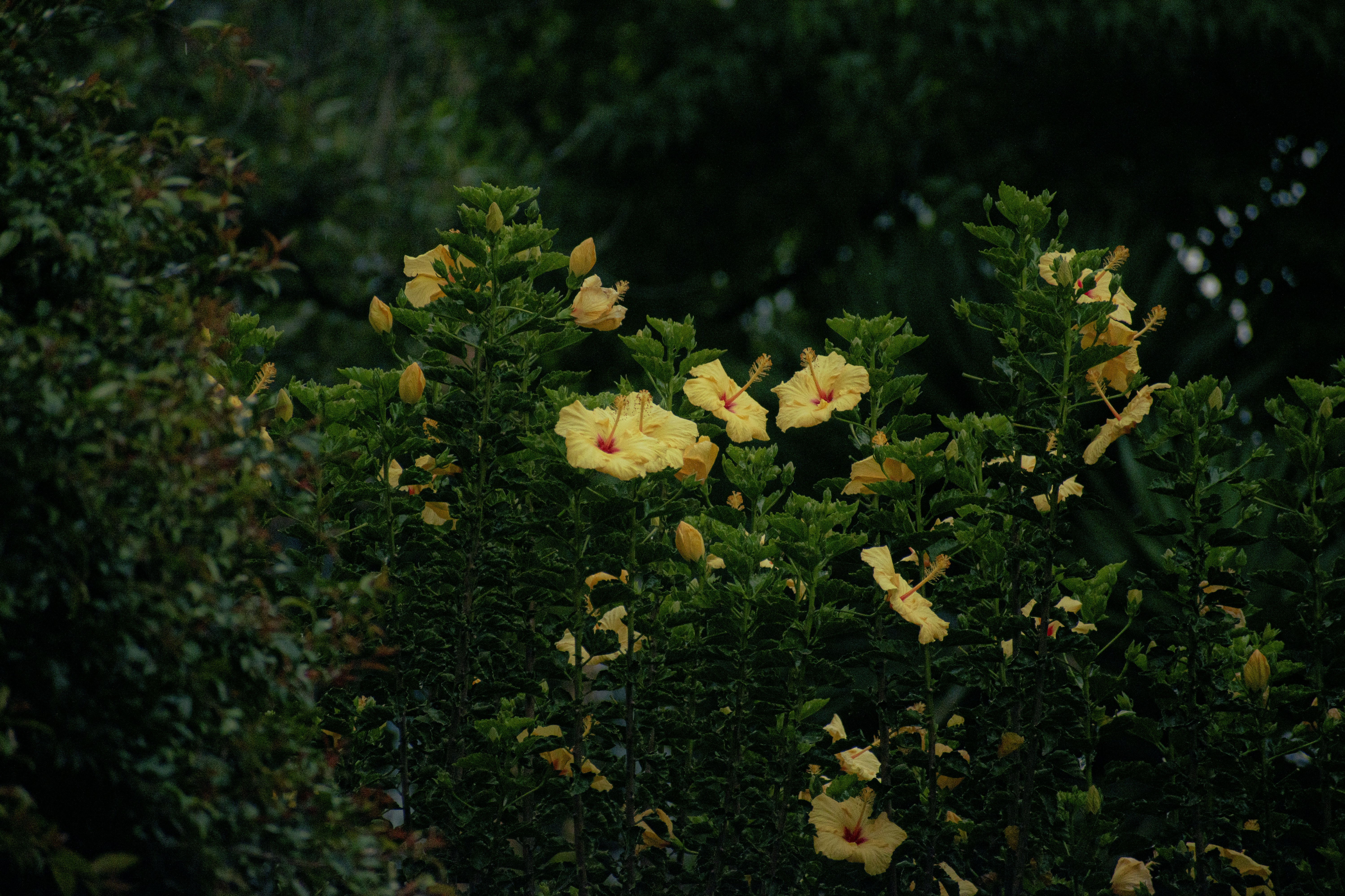 Photo by sebaslaverde_nkn