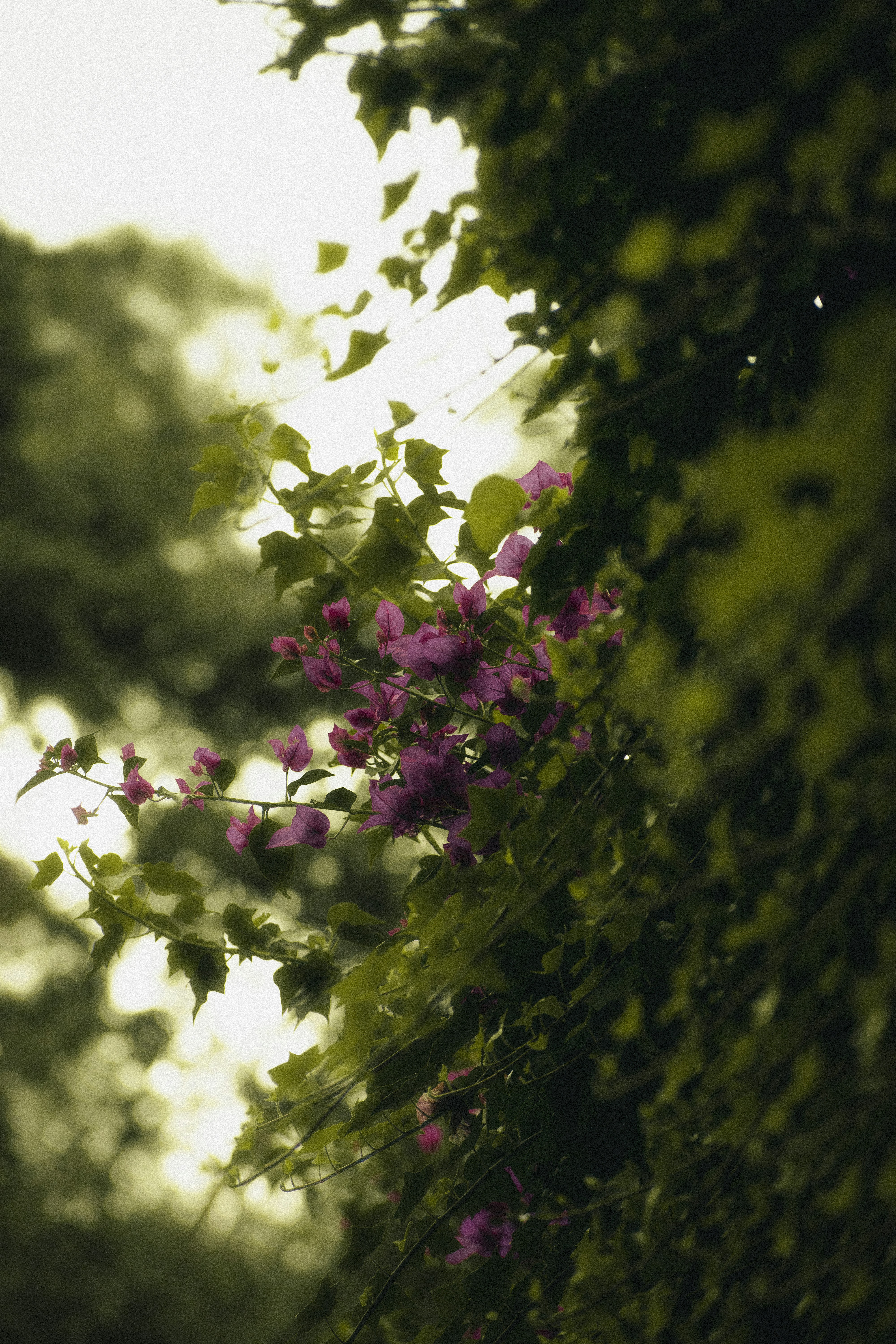 Photo by sebaslaverde_nkn