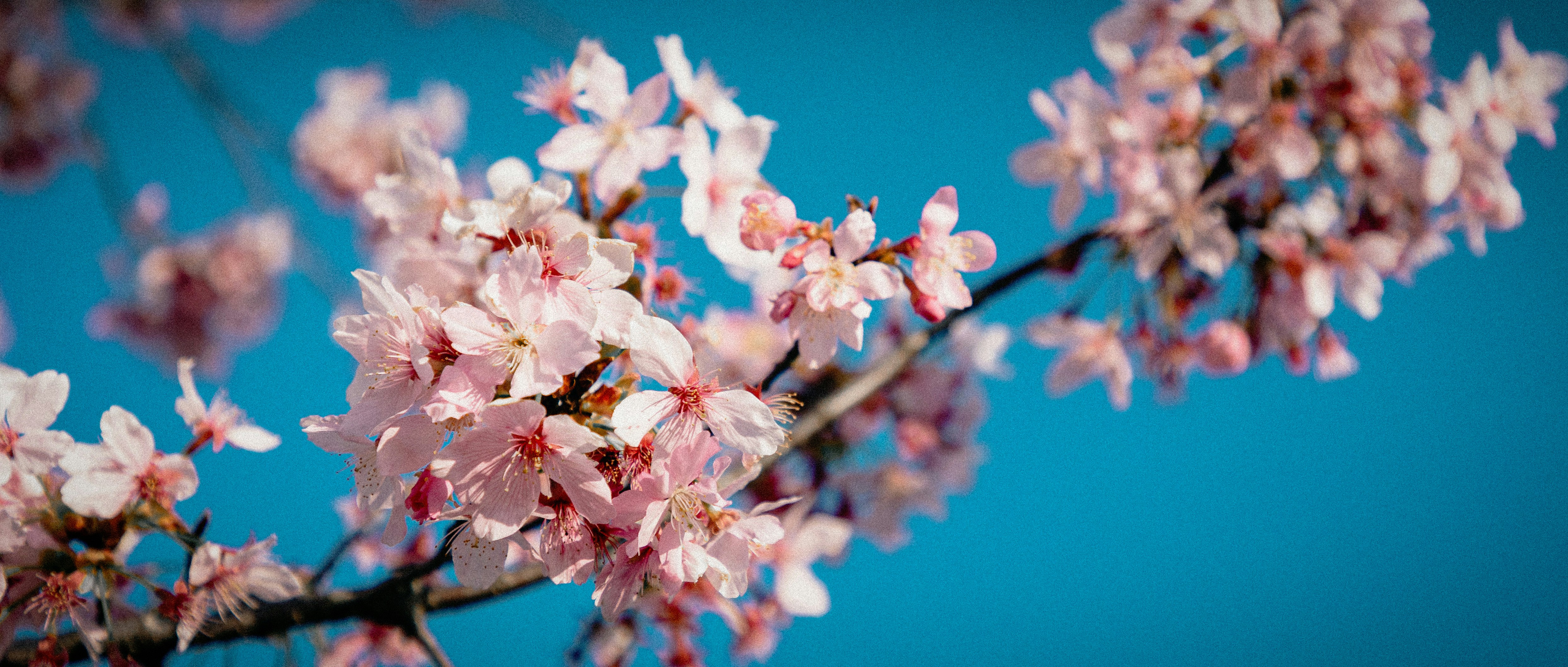 Photo by guheihei2333