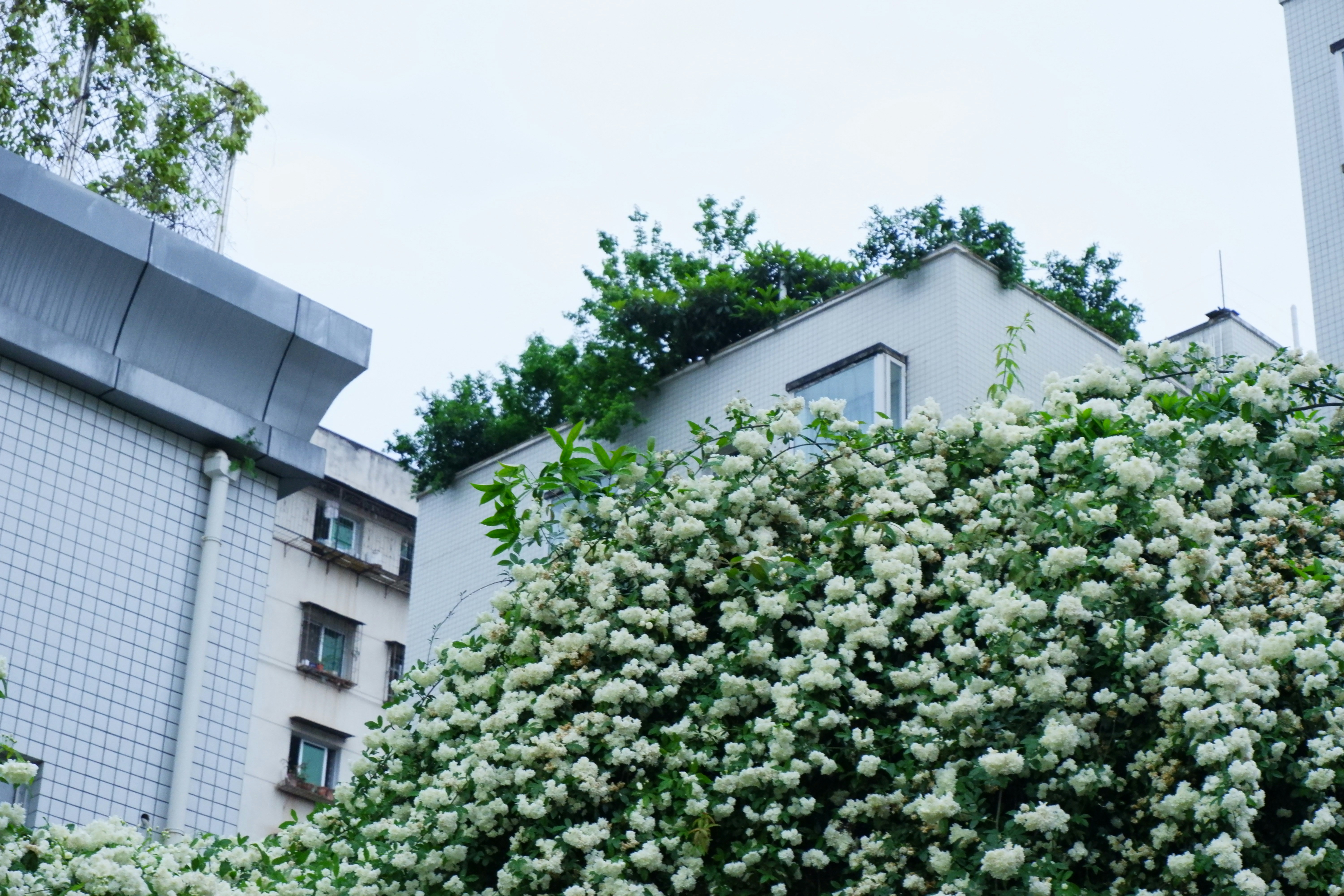 Des fleurs blanches fleurissent sur les bâtiments aux arbres verts.