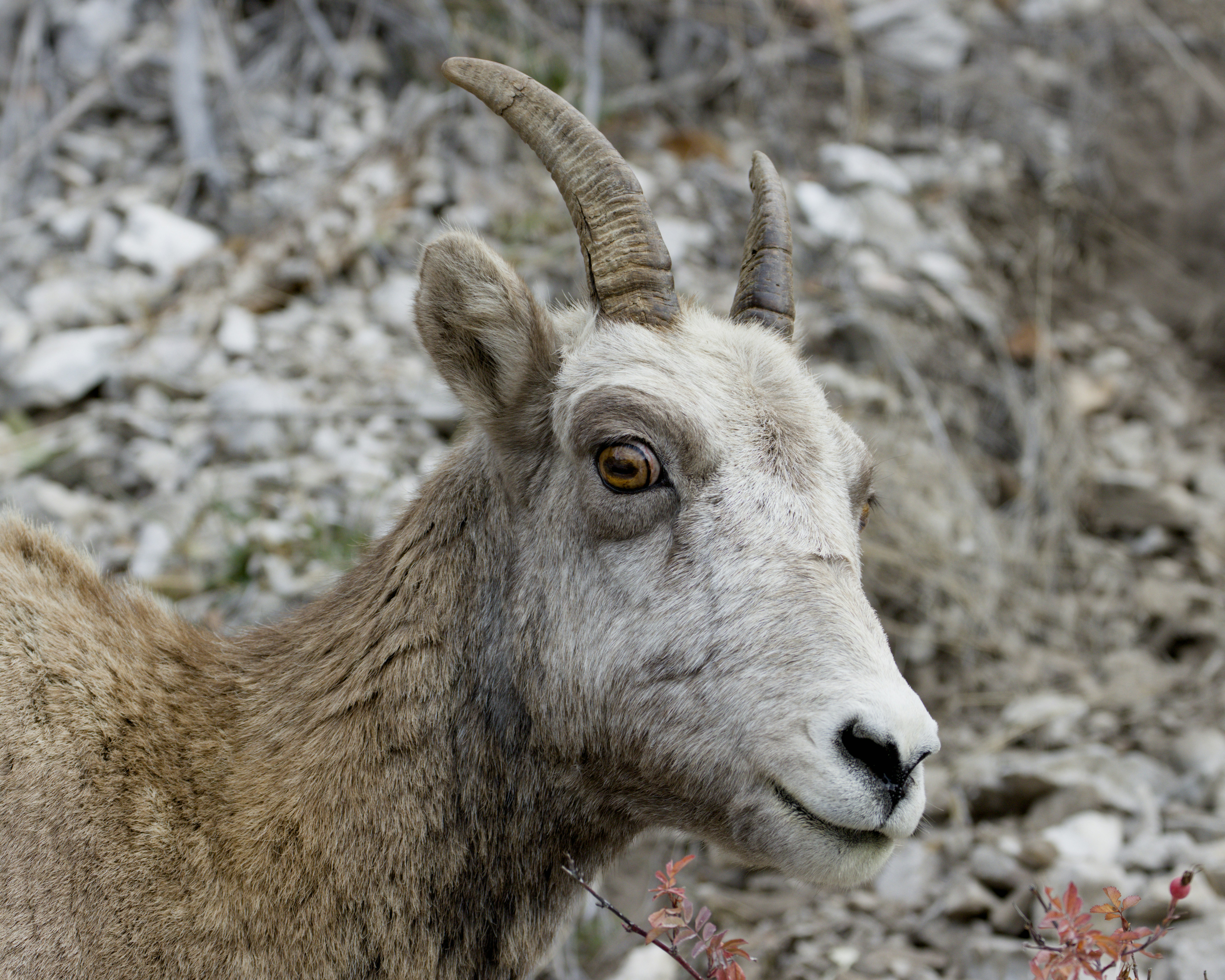 Close-up domba bighorn dengan latar belakang berbatu