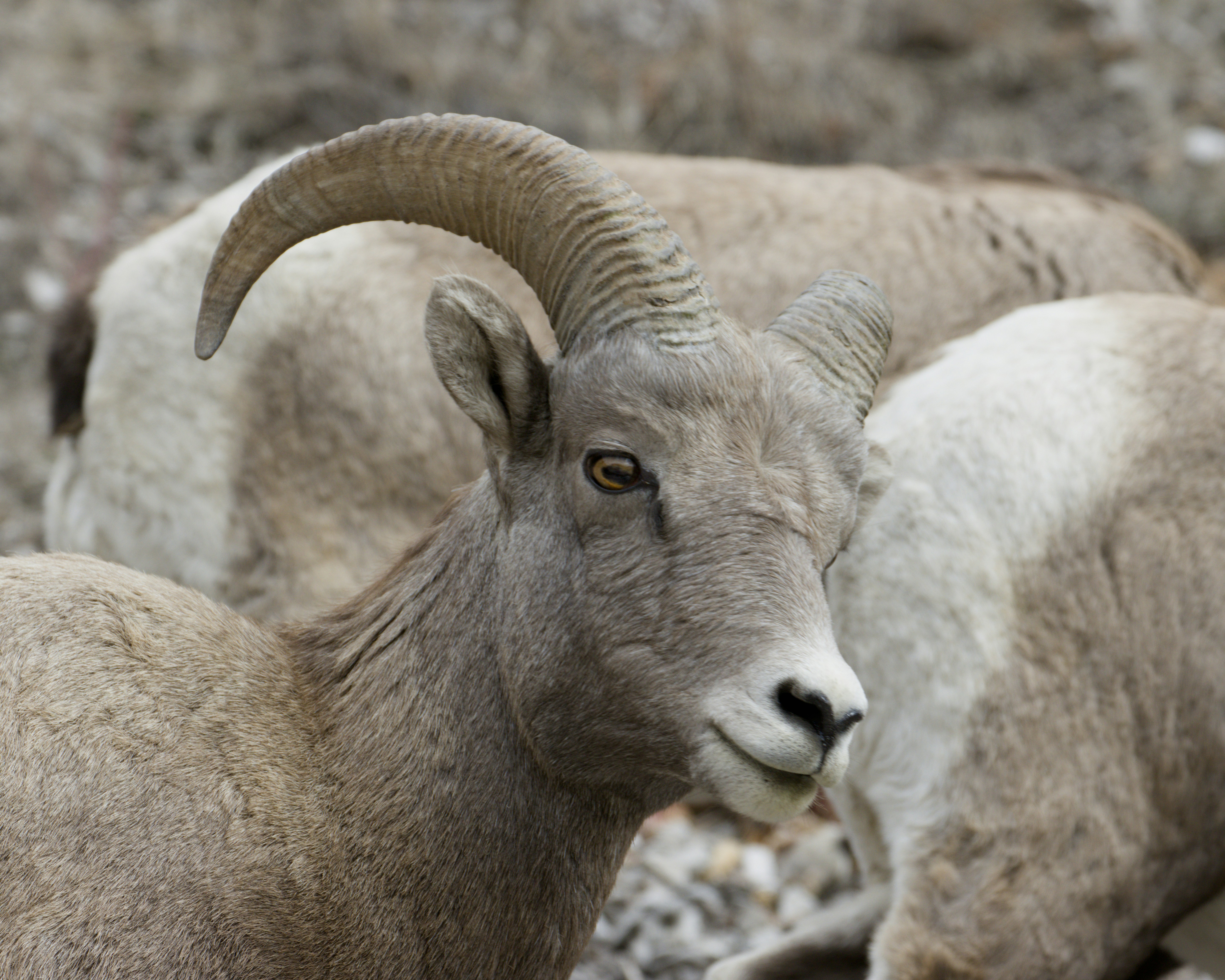 Close-up domba bighorn dengan tanduk melengkung besar.