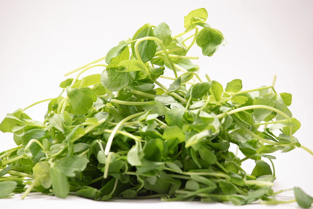 Fresh green pea shoots representing fibre-rich whole foods