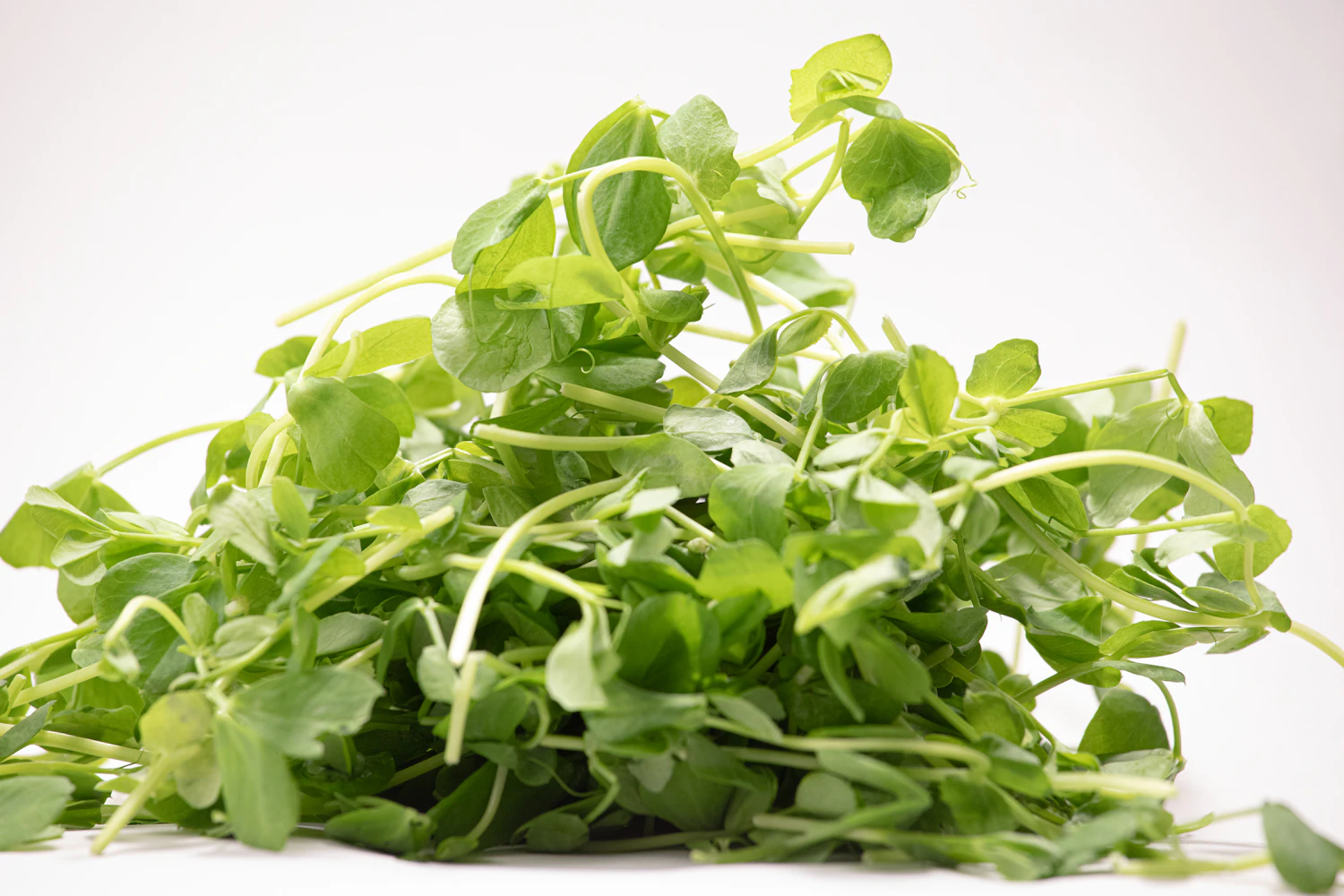 A pile of freshly cut pea shoots